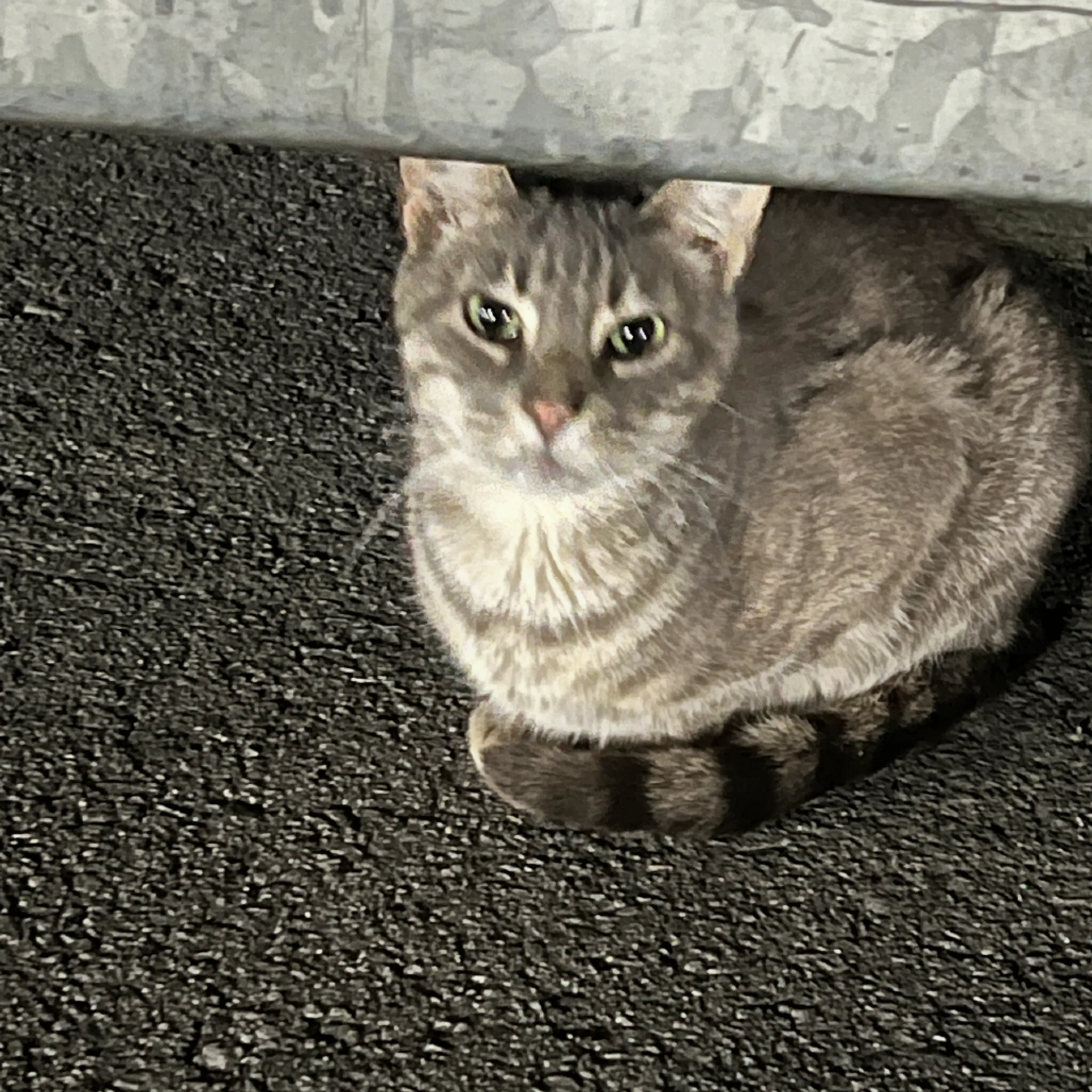 Found pet