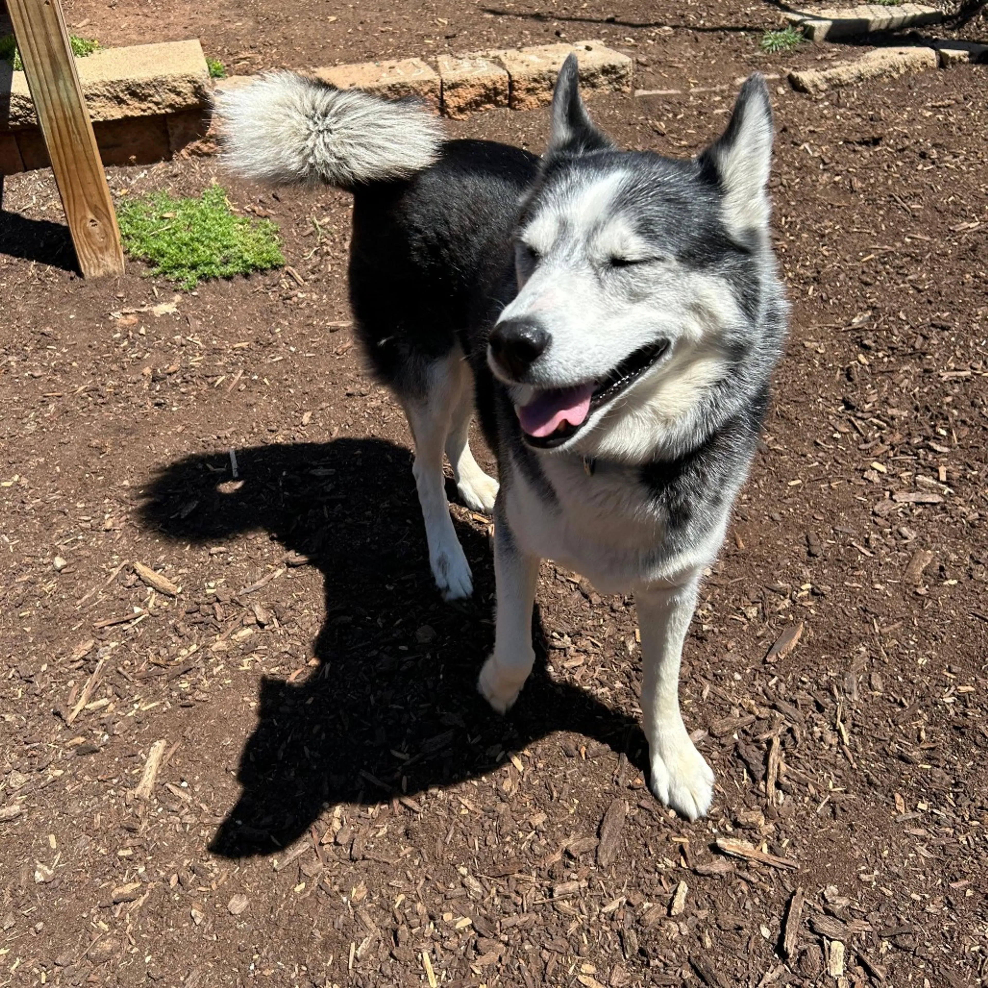 Found pet-6