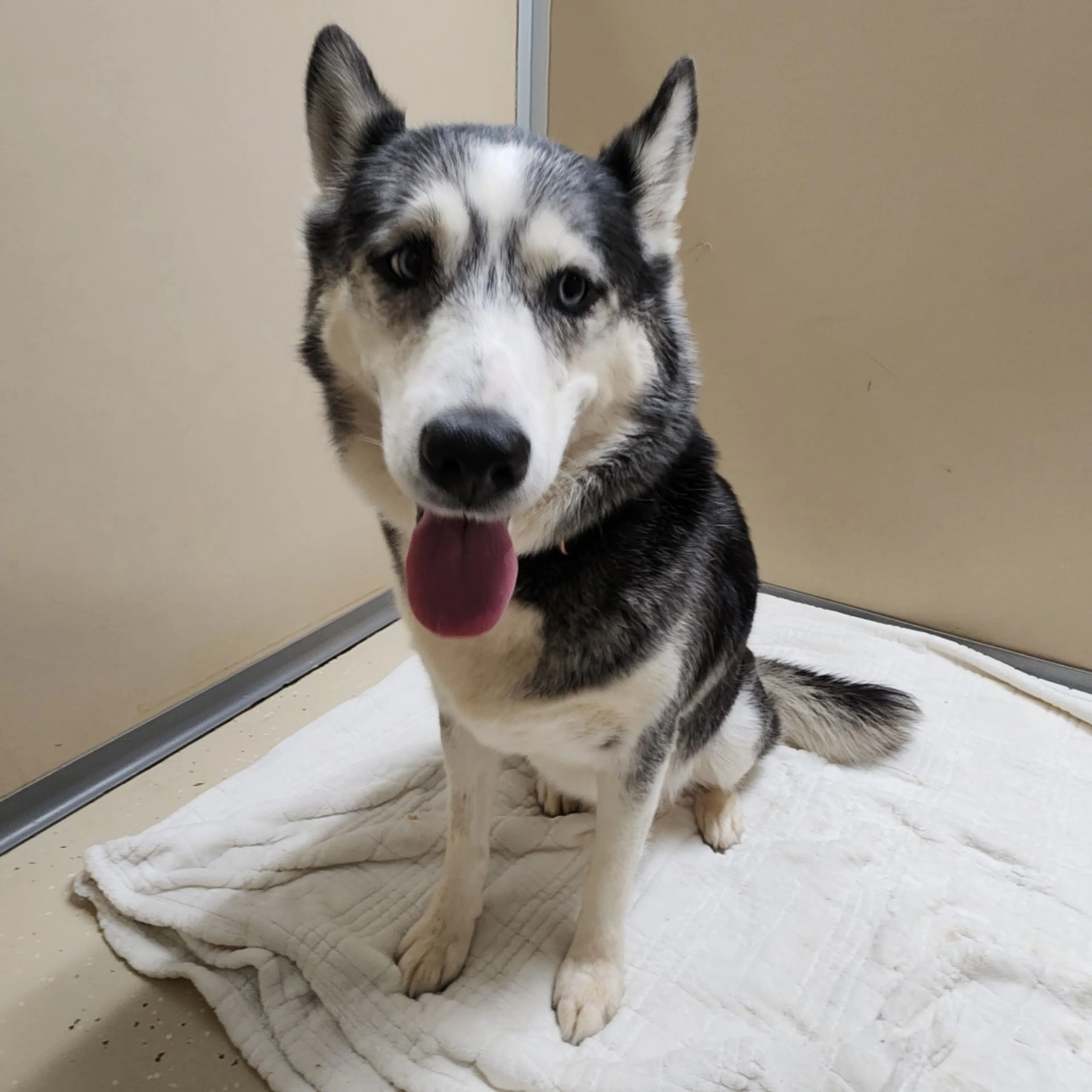 Found pet-3