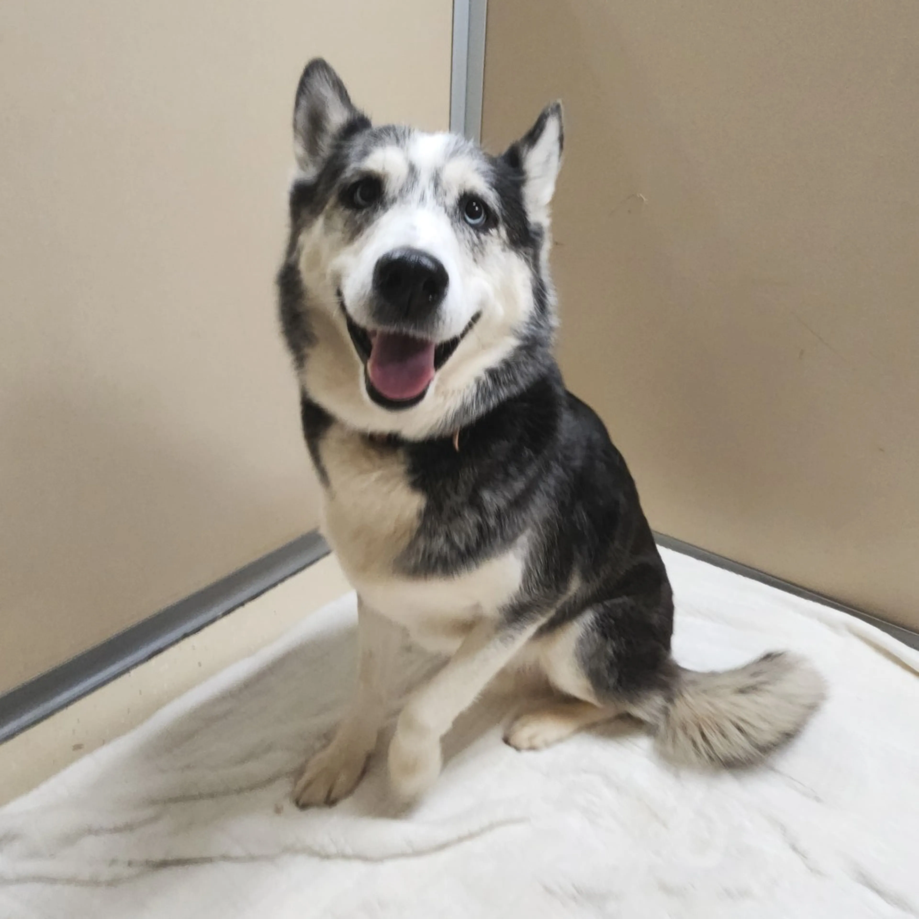 Found pet-1