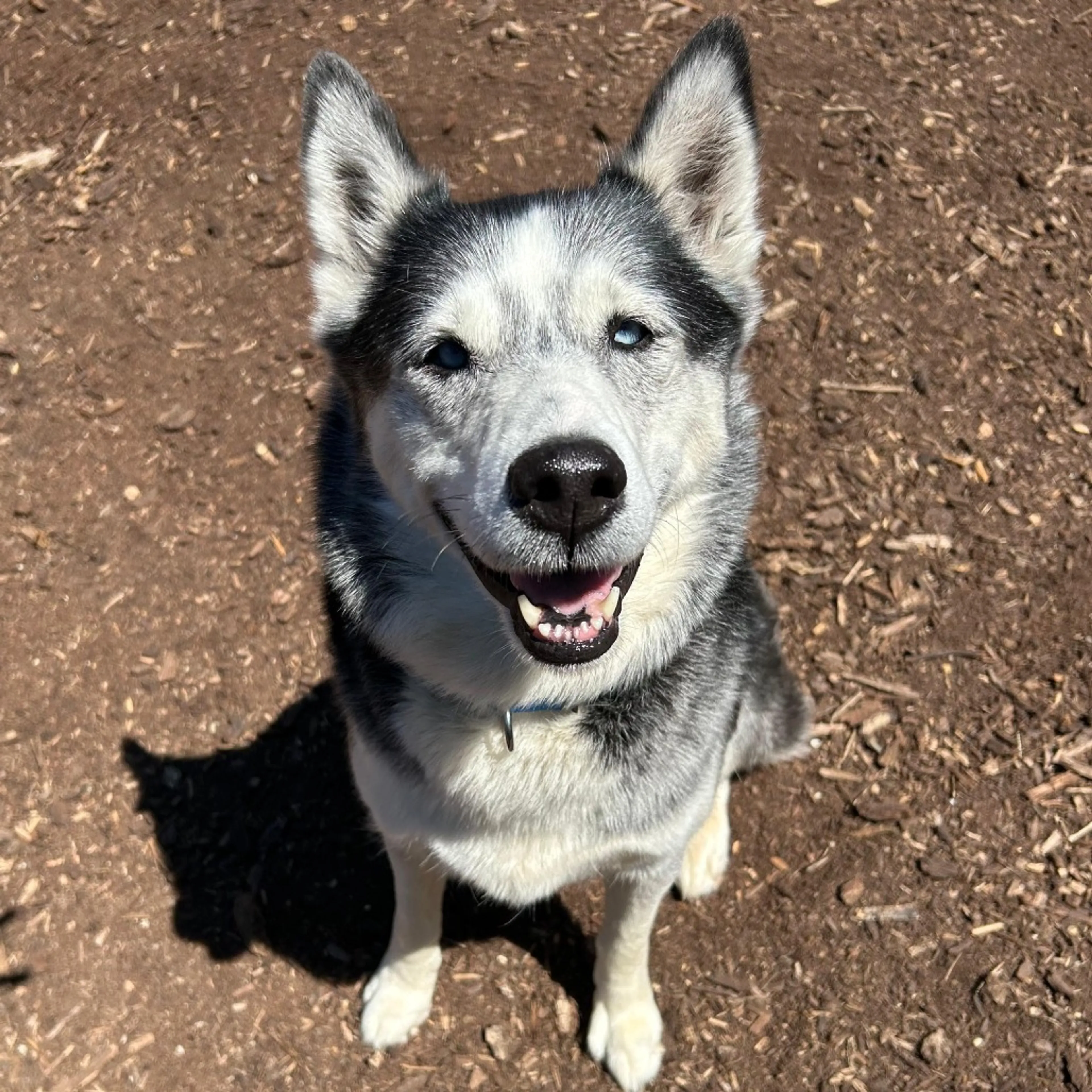 Found pet-5