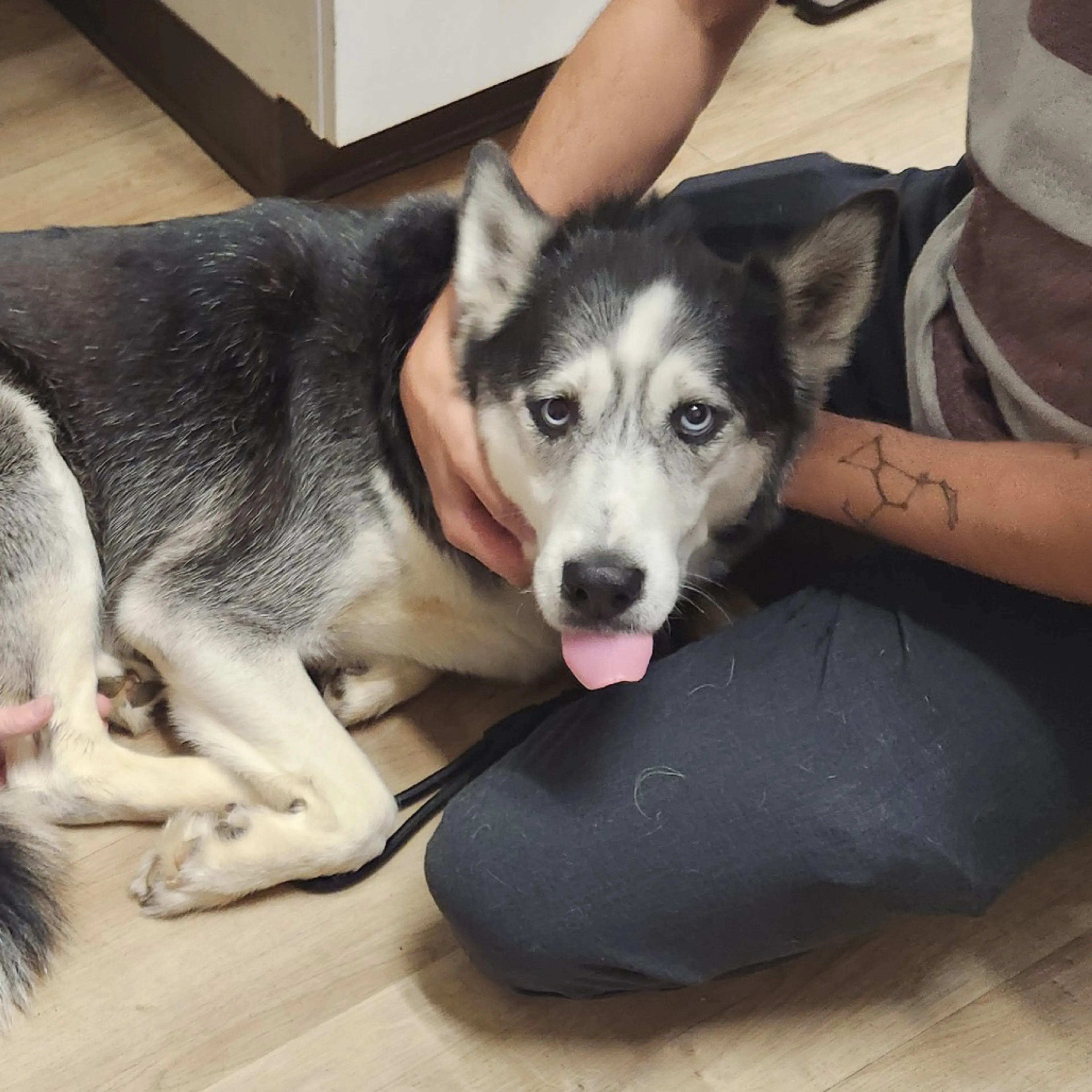 Found pet-2
