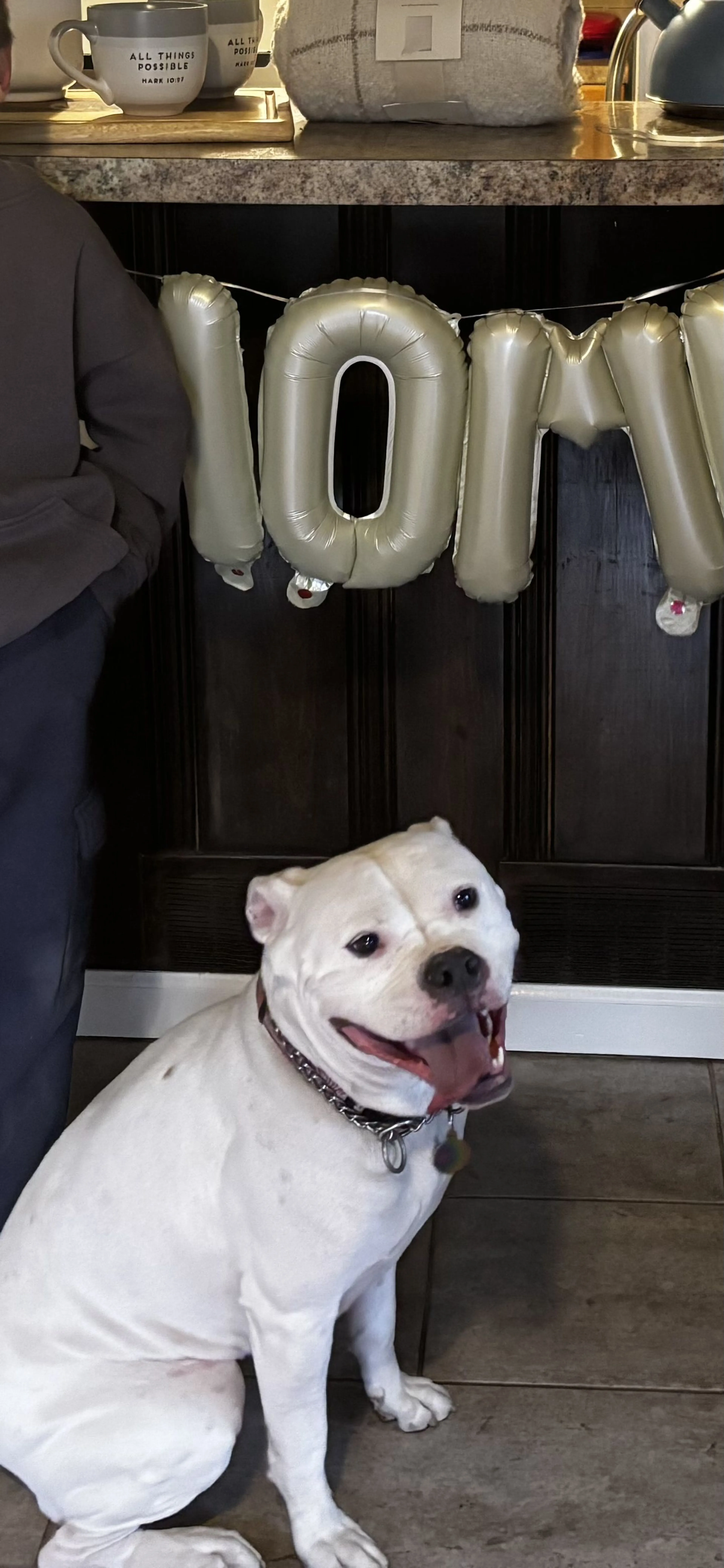 Lost pet