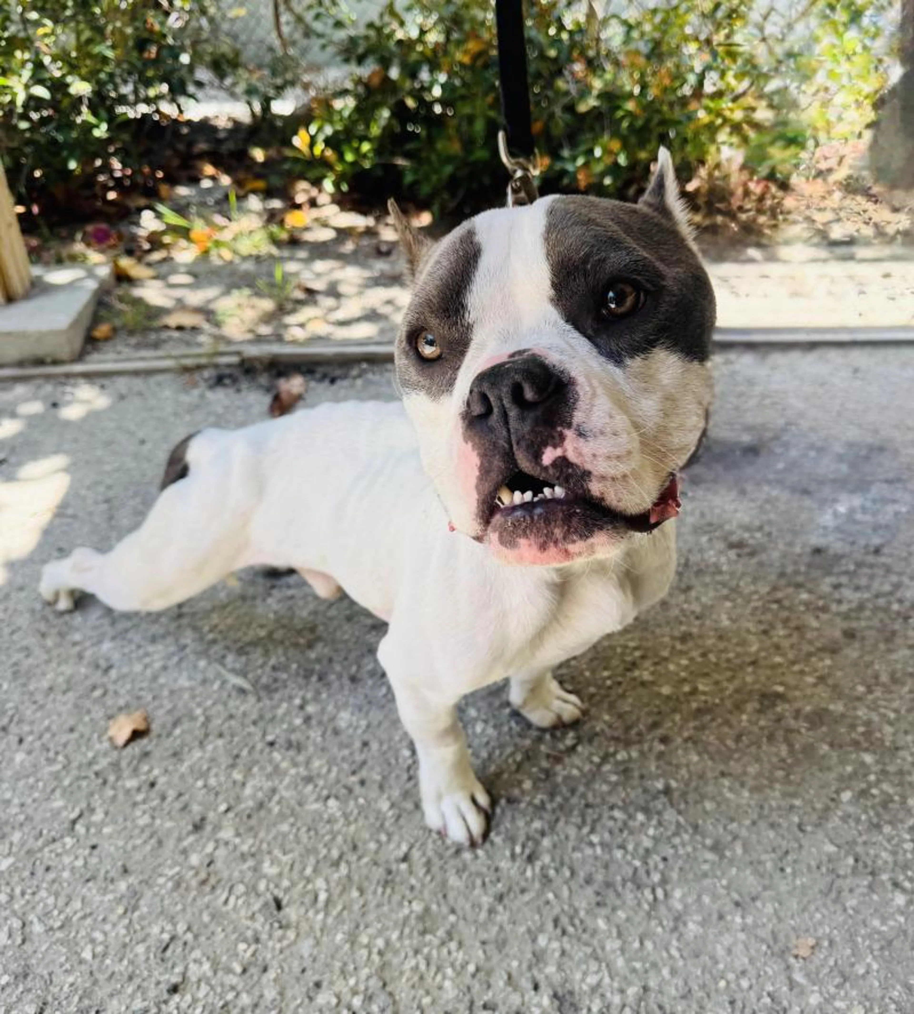 Found pet-2