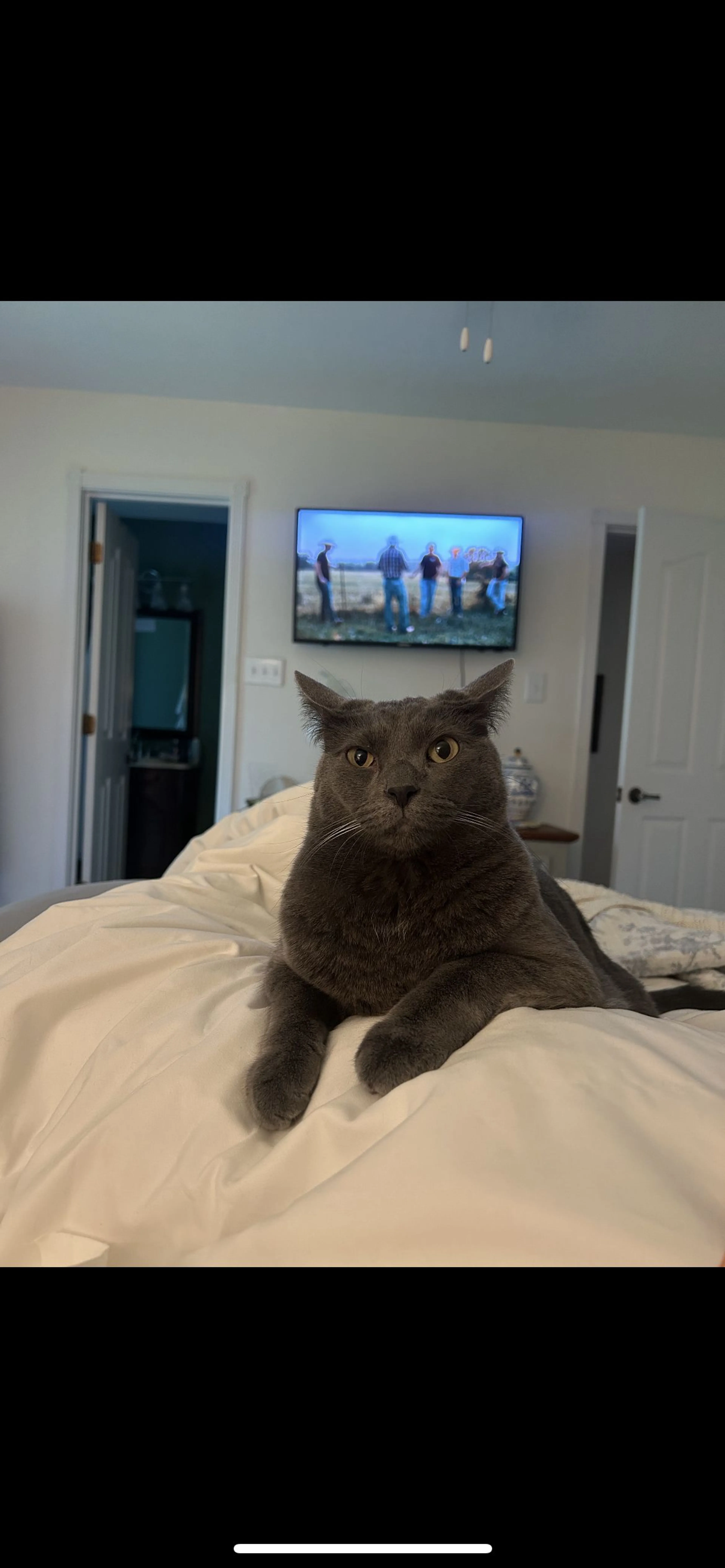 Lost pet-0