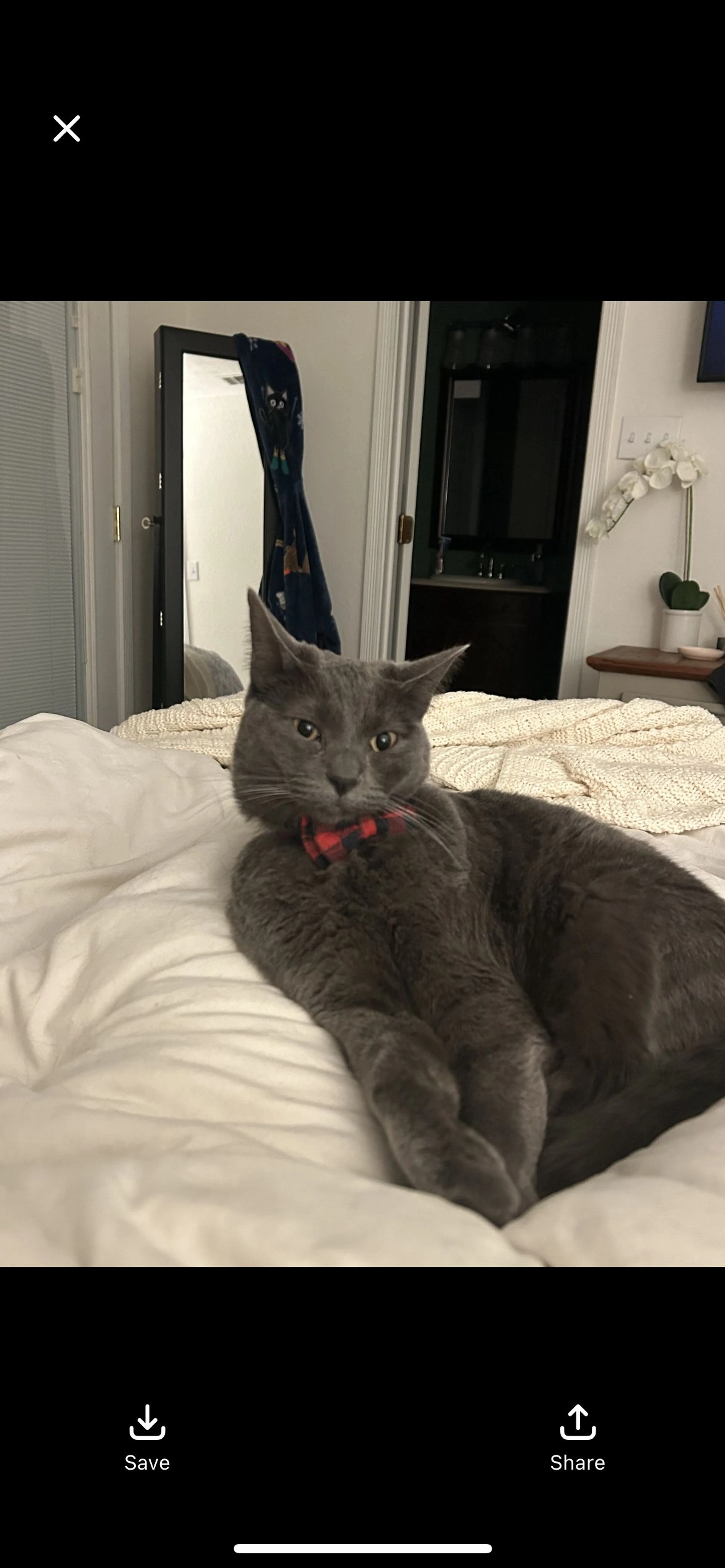 Lost pet-1