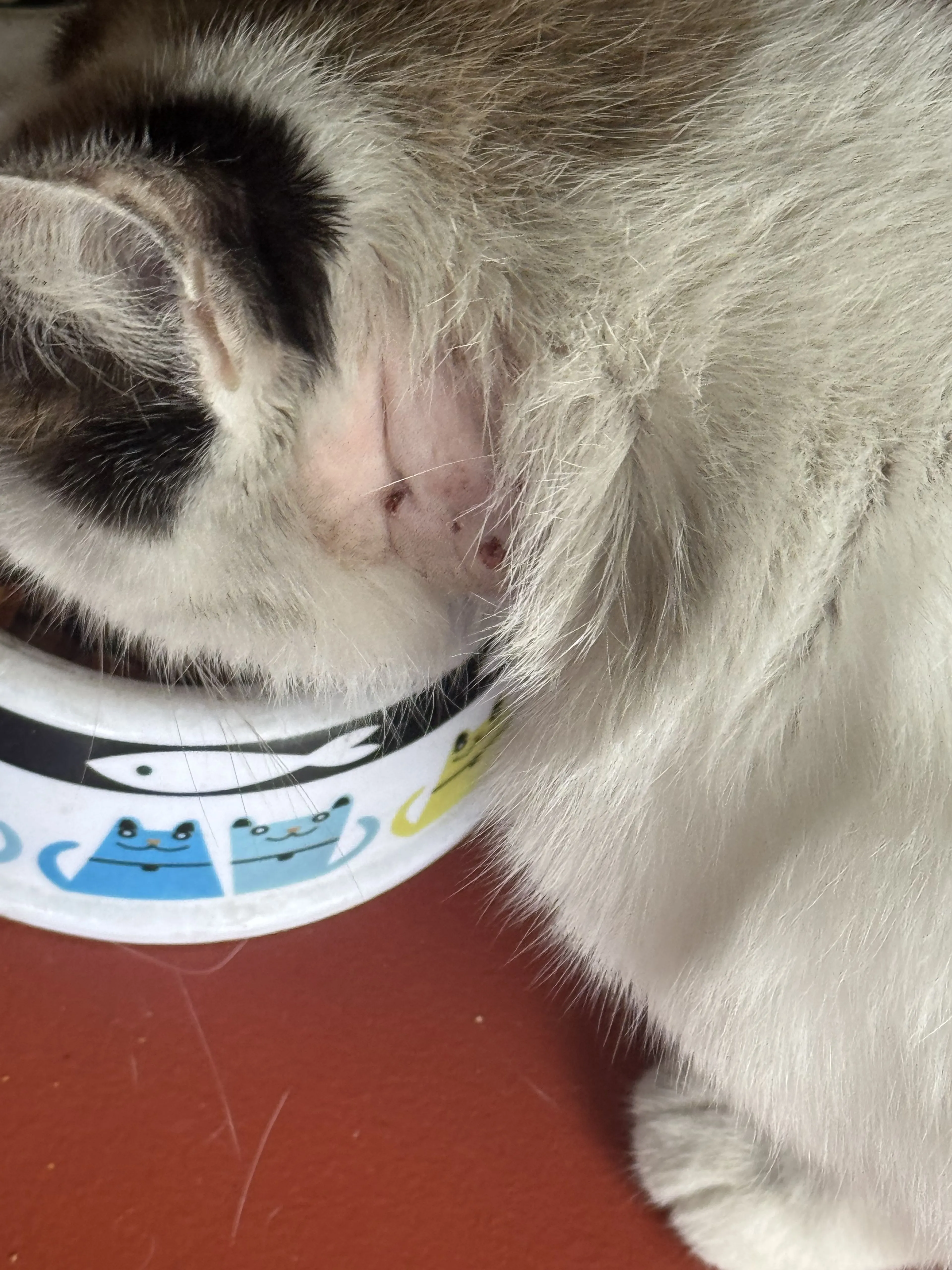 Lost pet-2