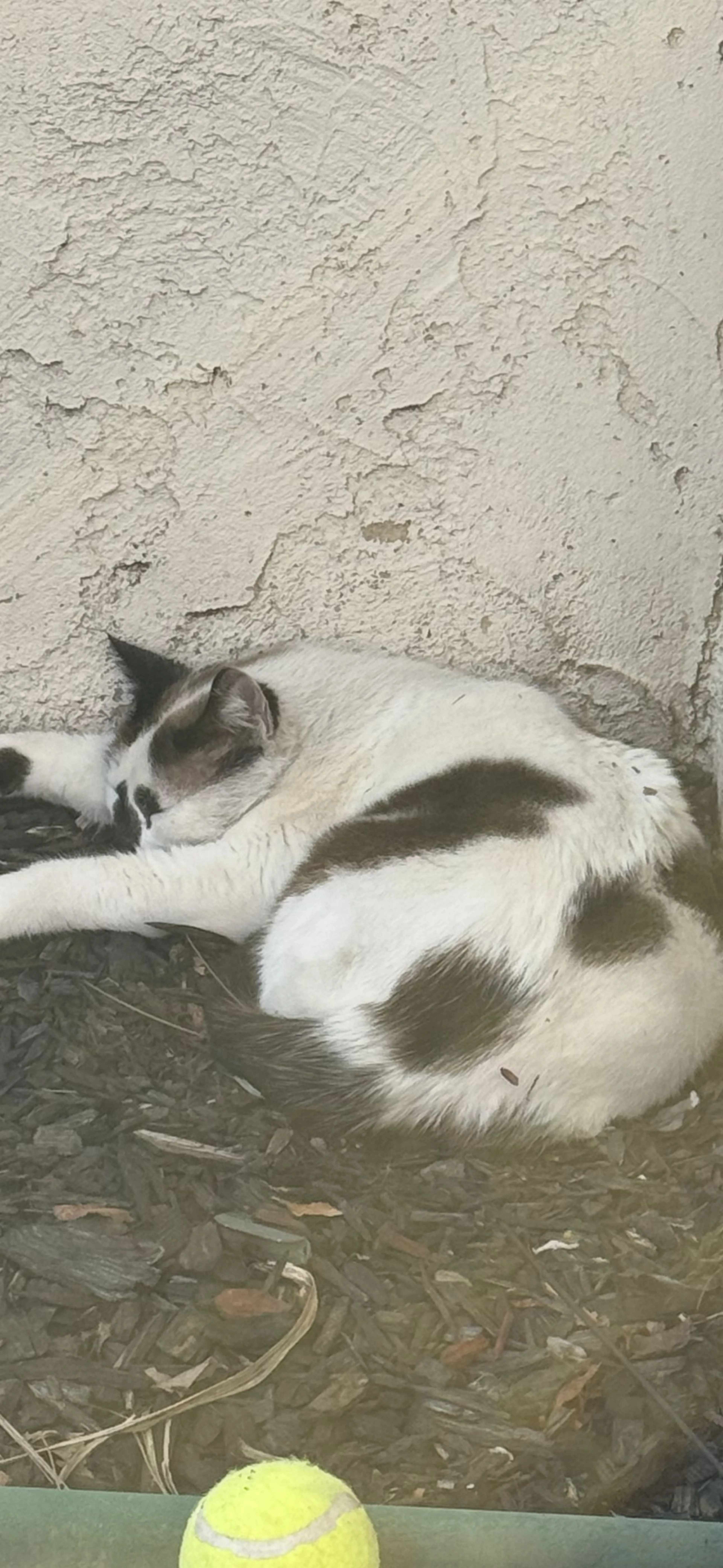 Lost pet-1
