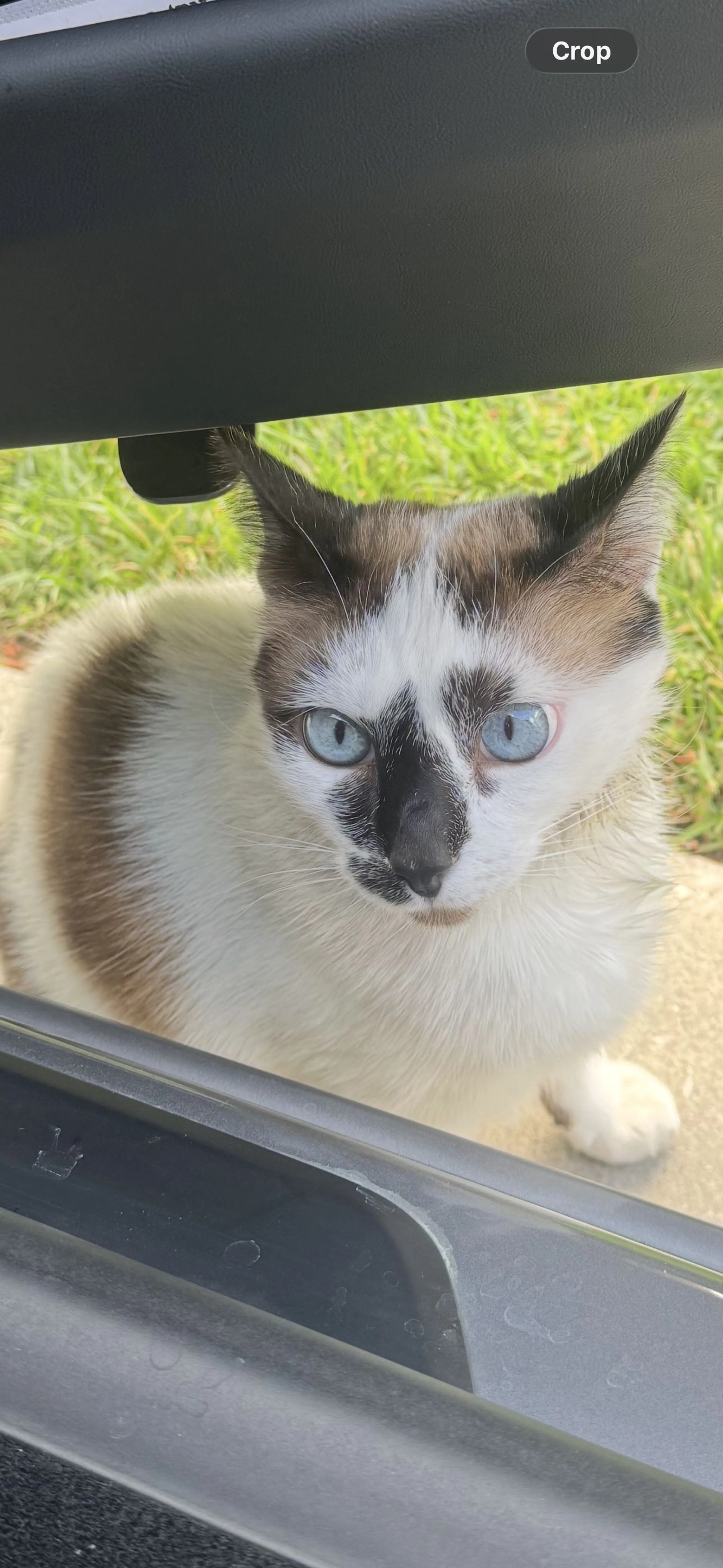 Lost pet-0