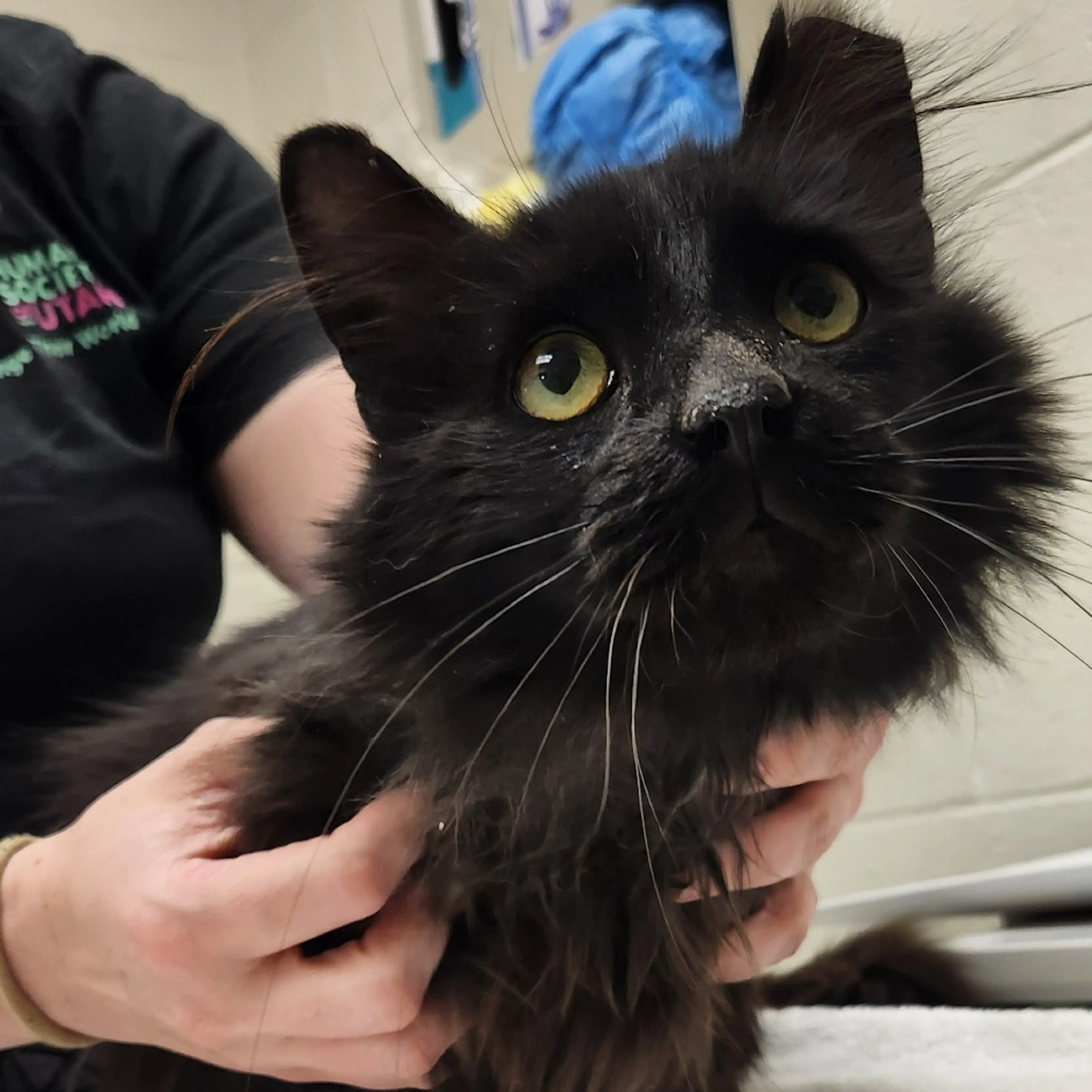 Found pet