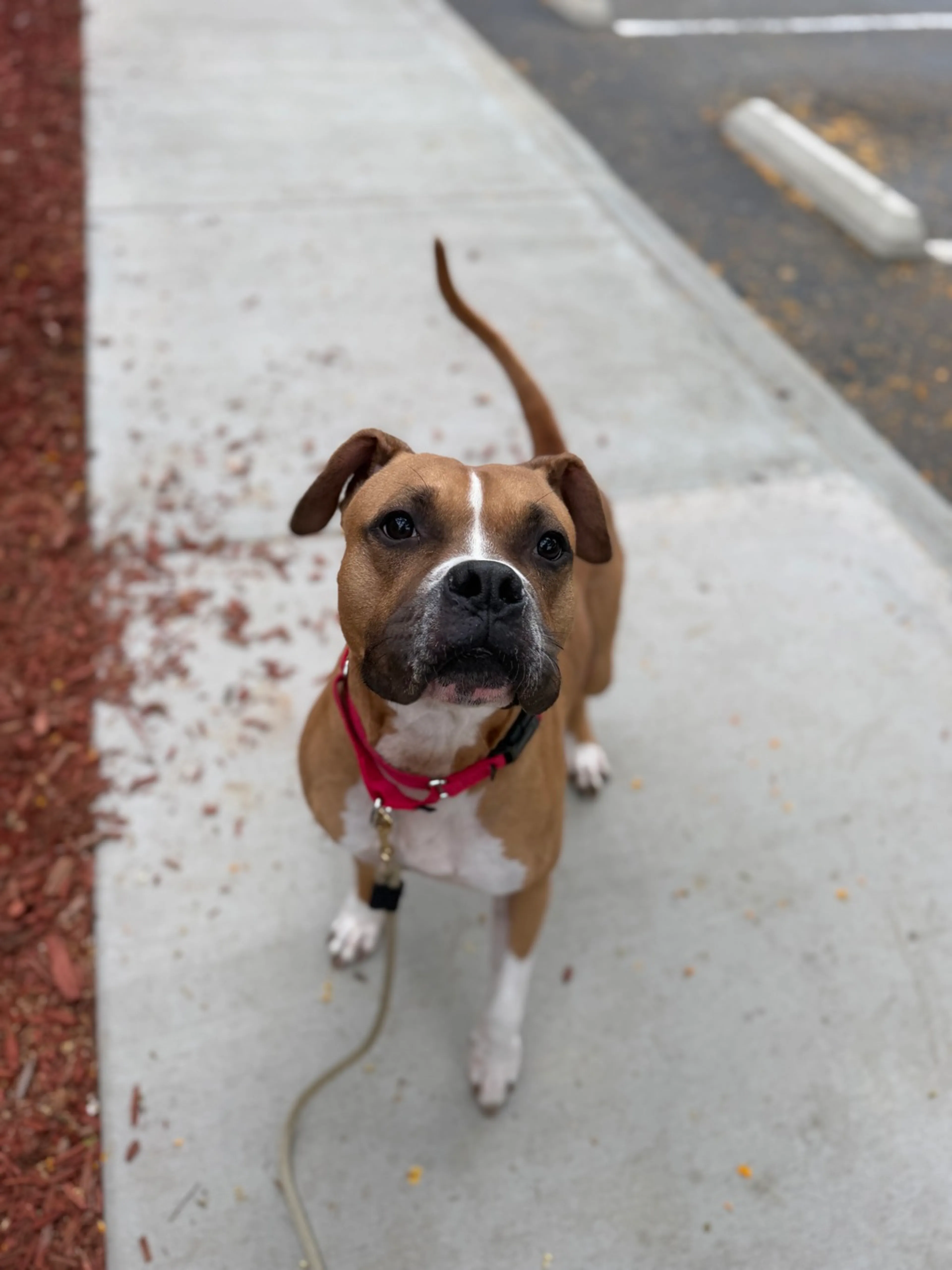 Found pet-6