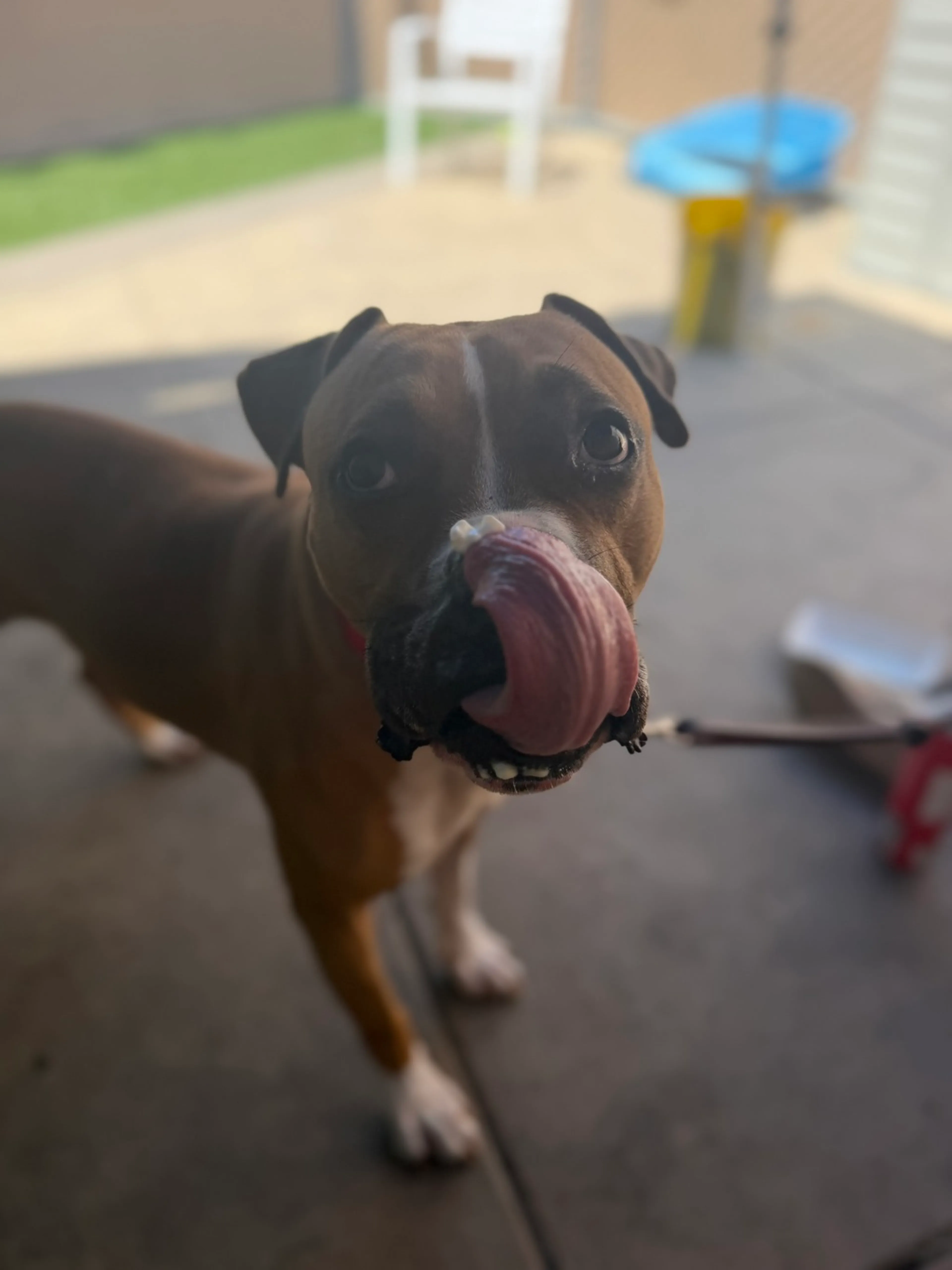 Found pet-4