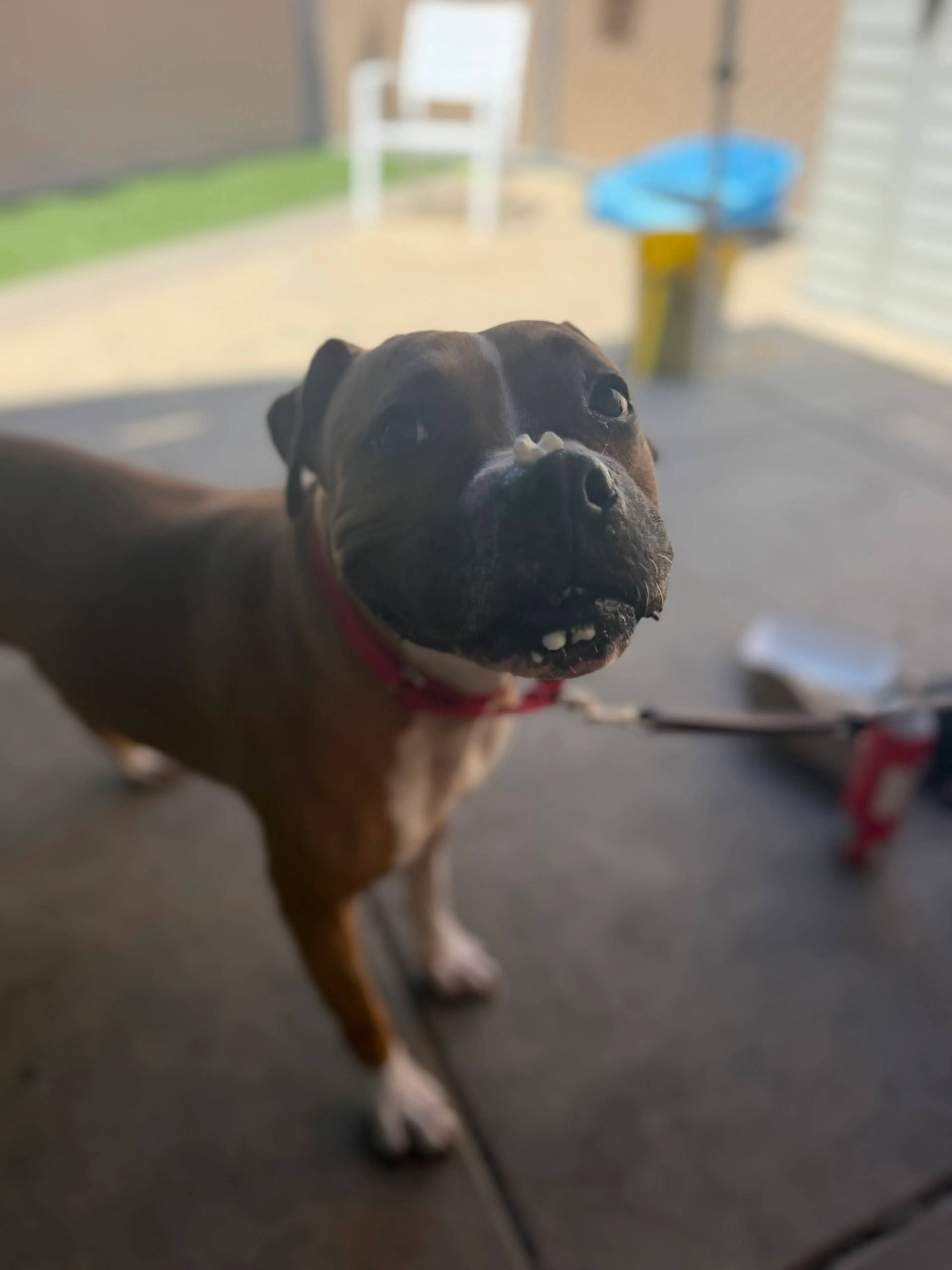 Found pet-2