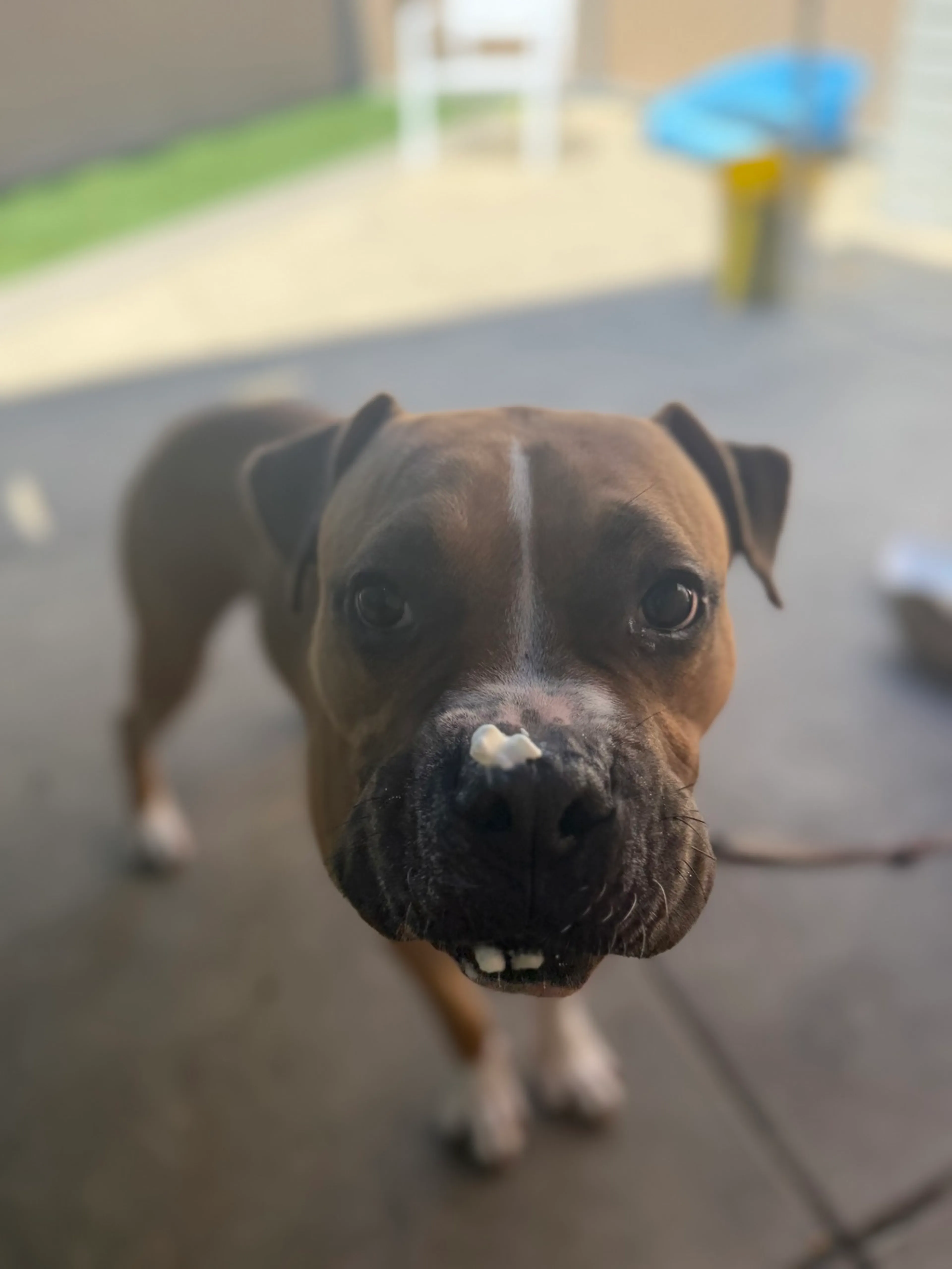 Found pet-1