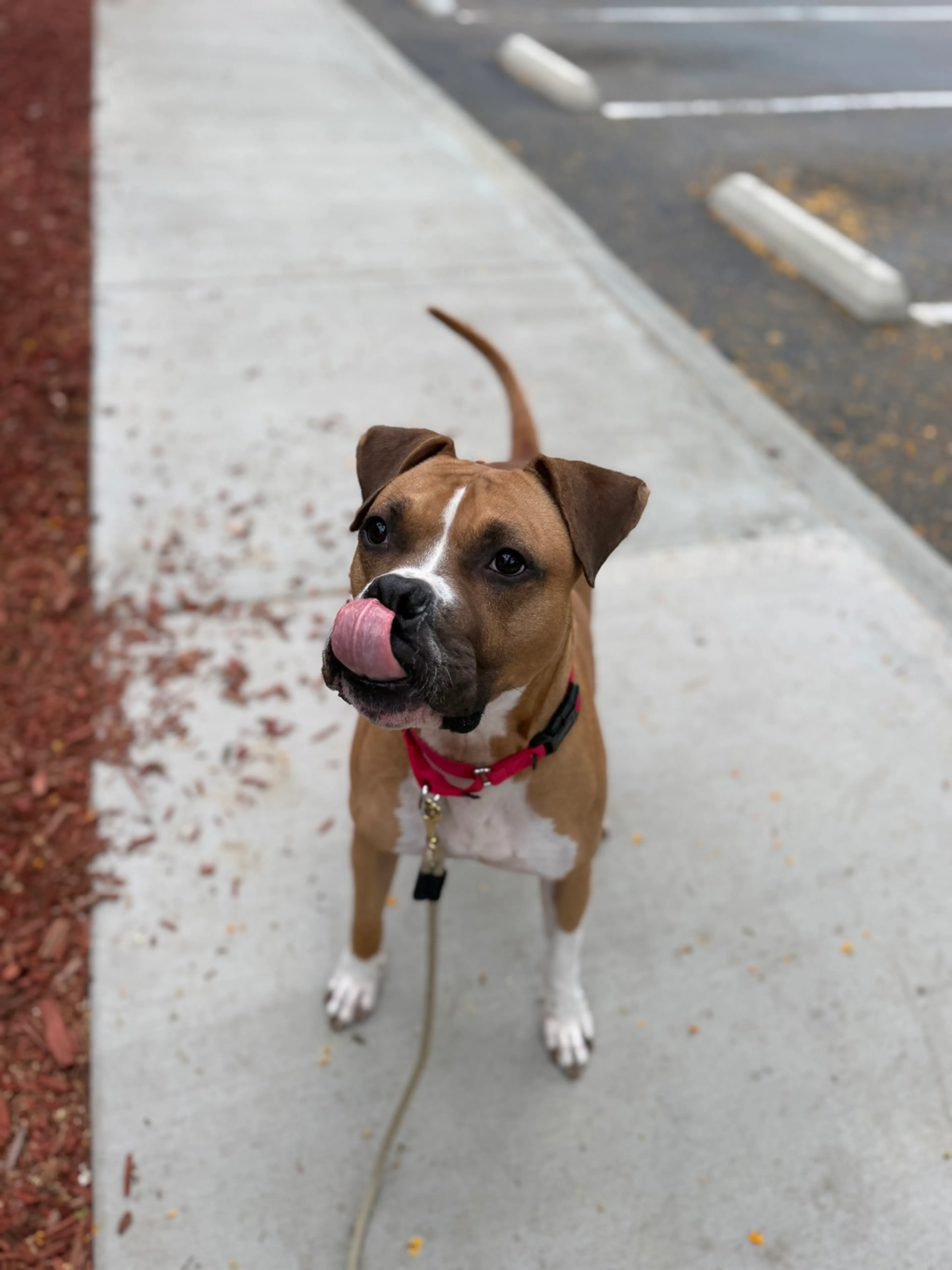 Found pet-5