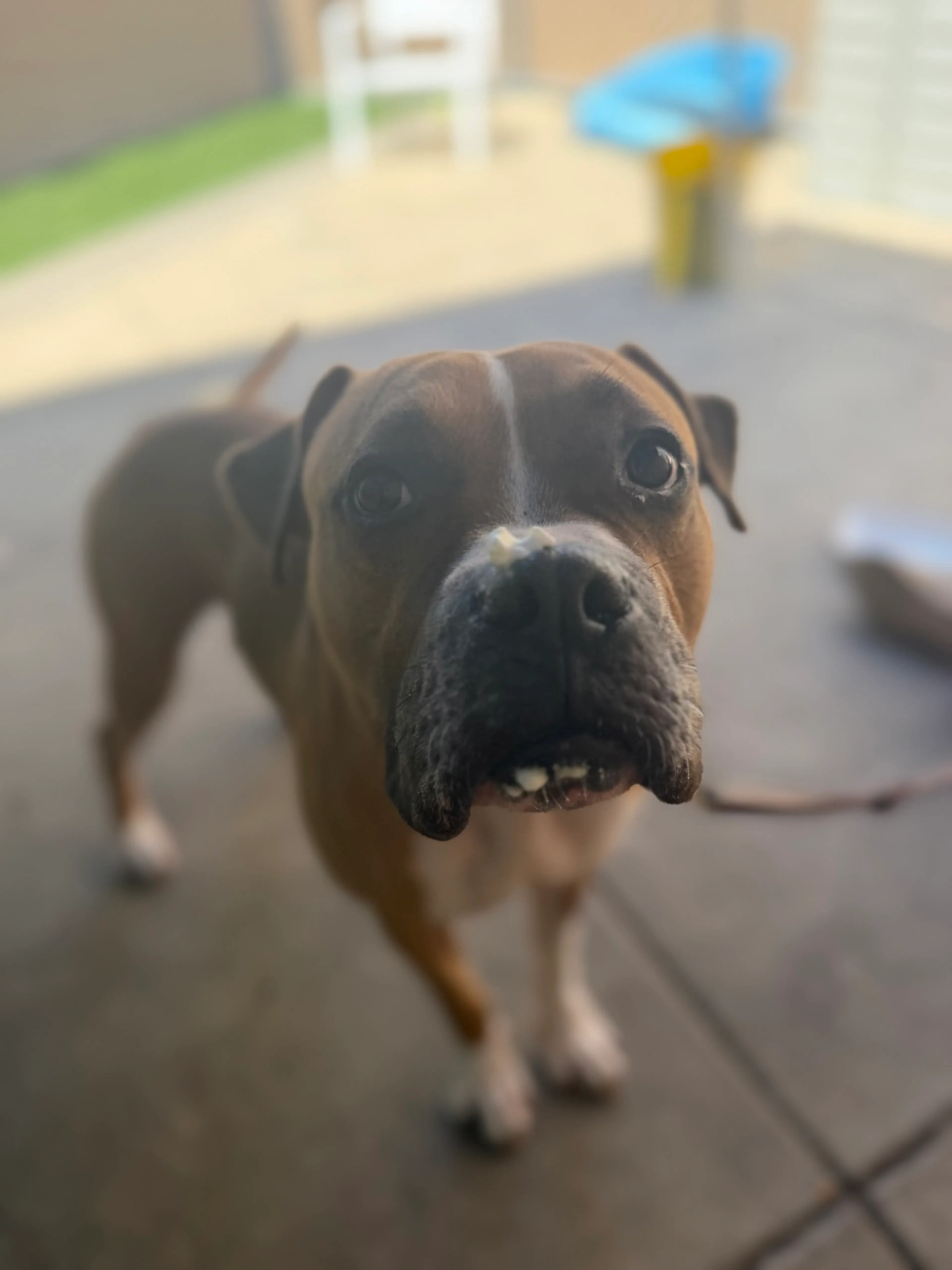 Found pet-3