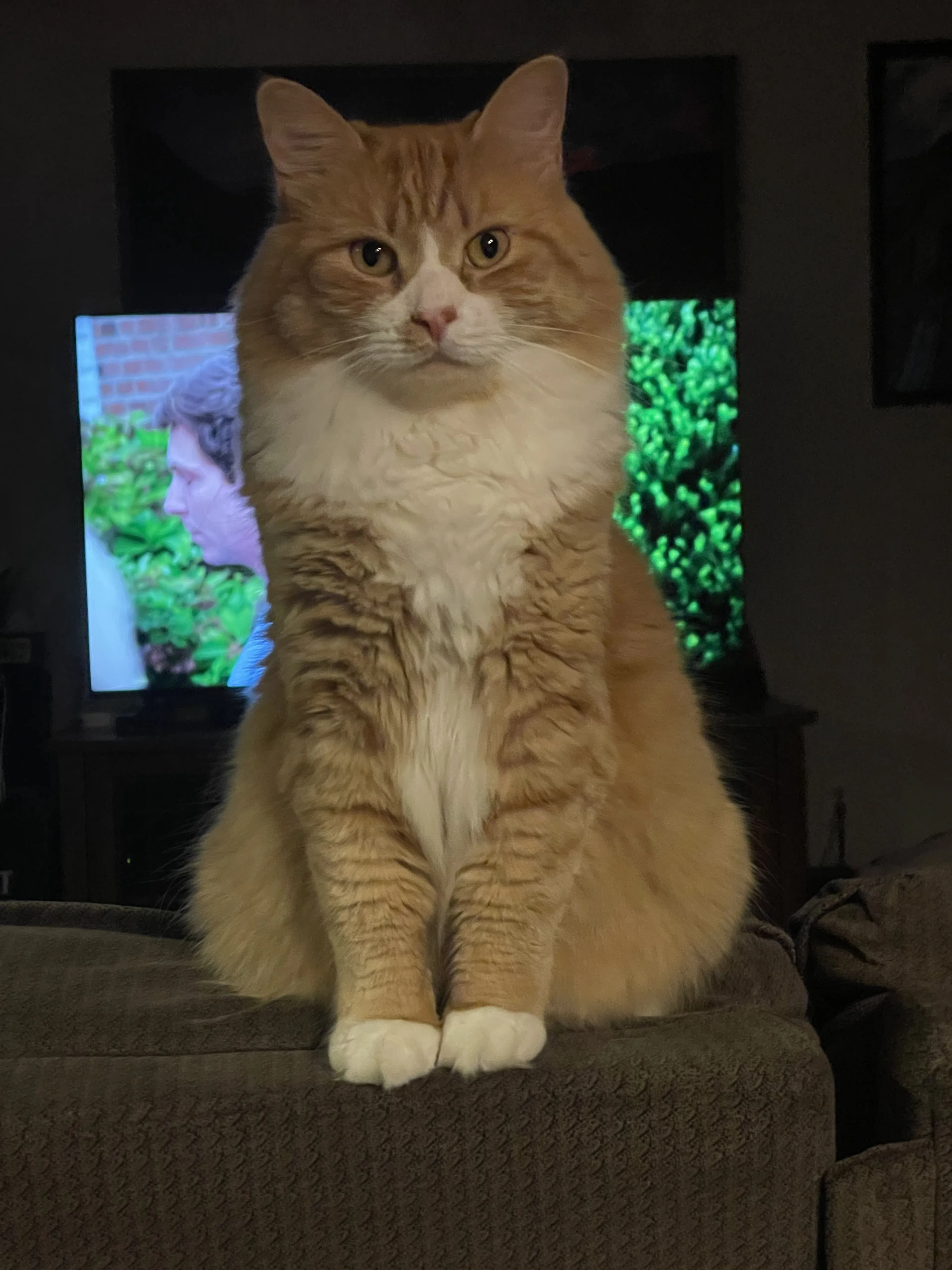 Lost pet-1