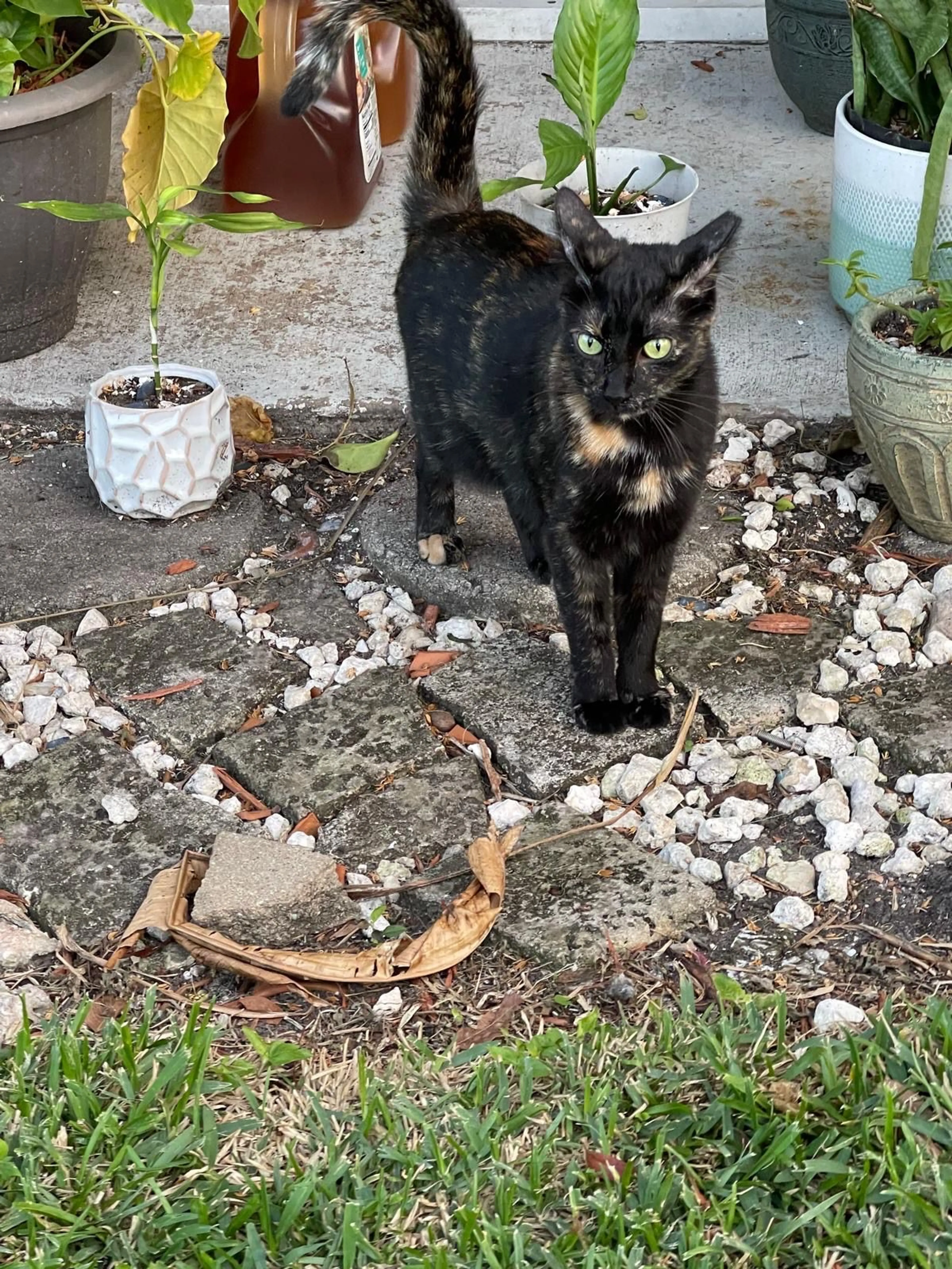 Lost pet-0