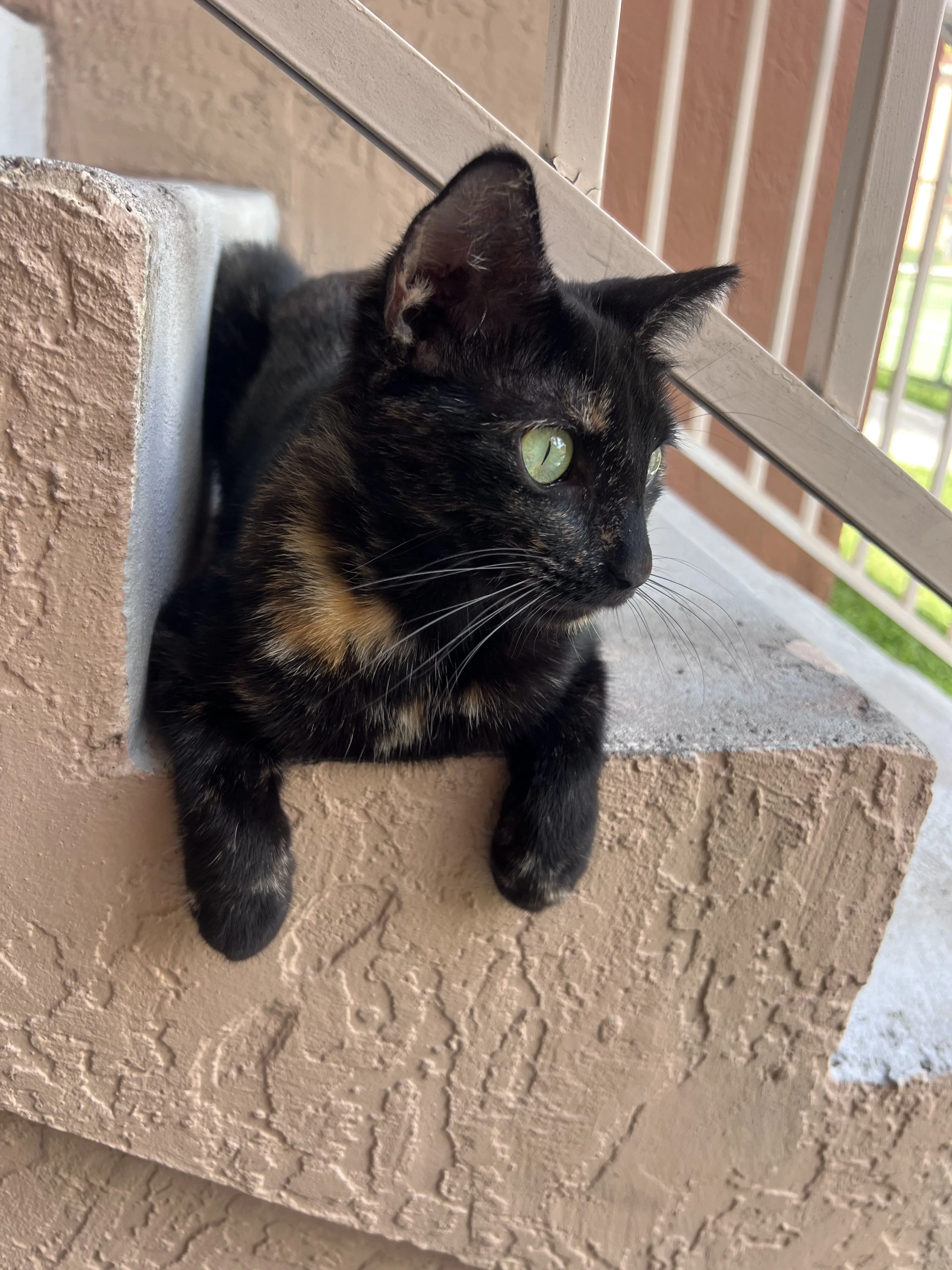 Lost pet-1
