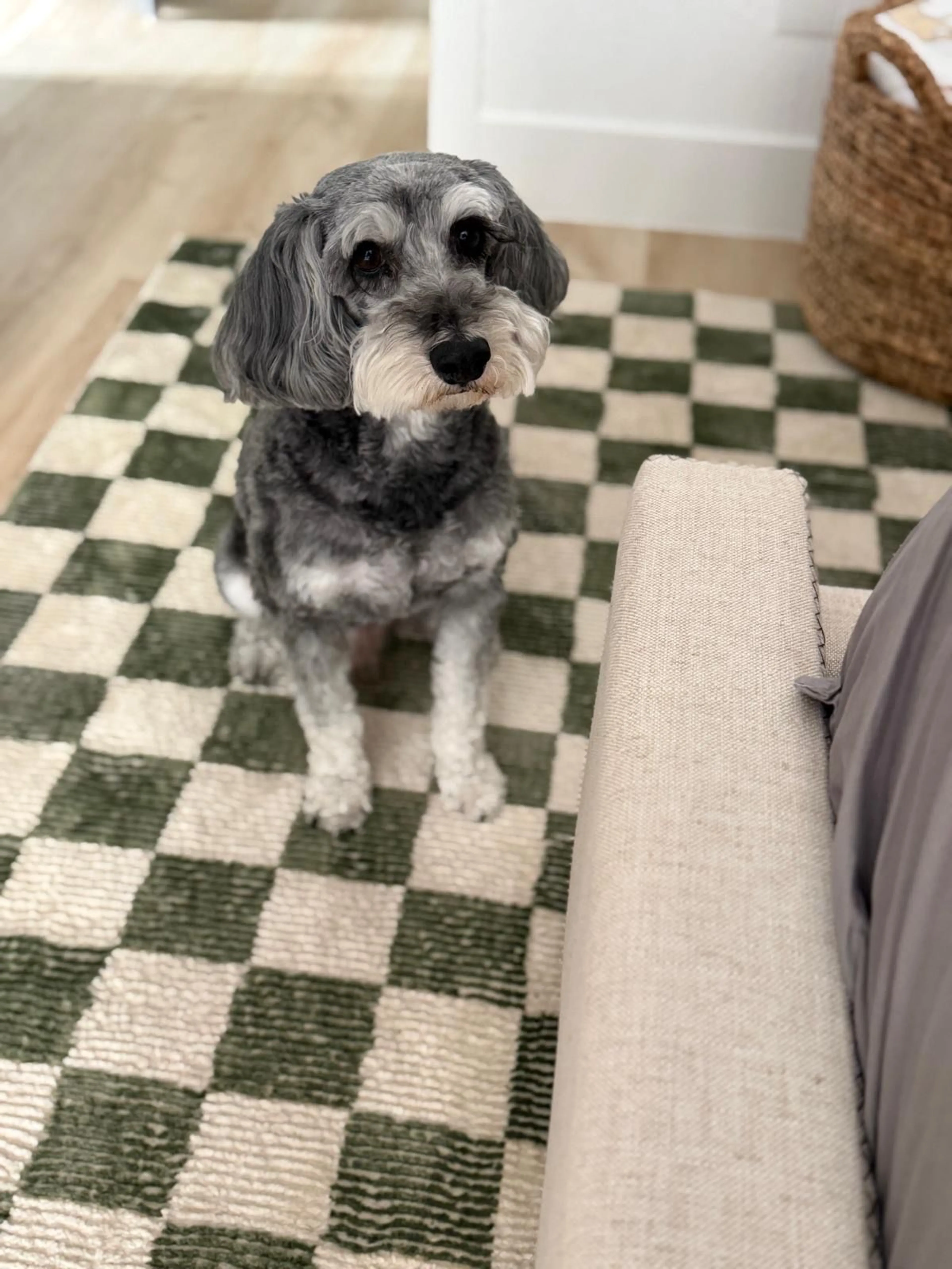 Lost pet