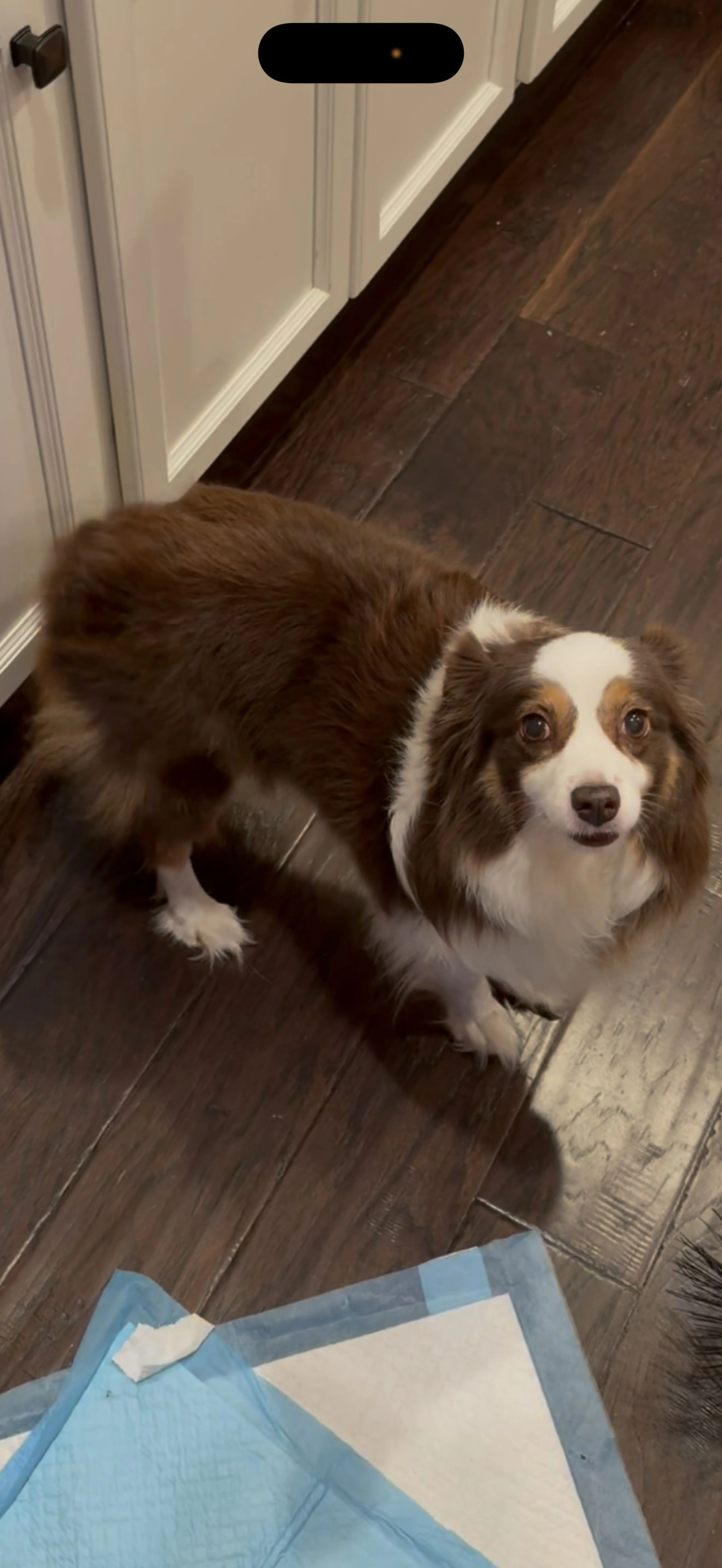Lost pet