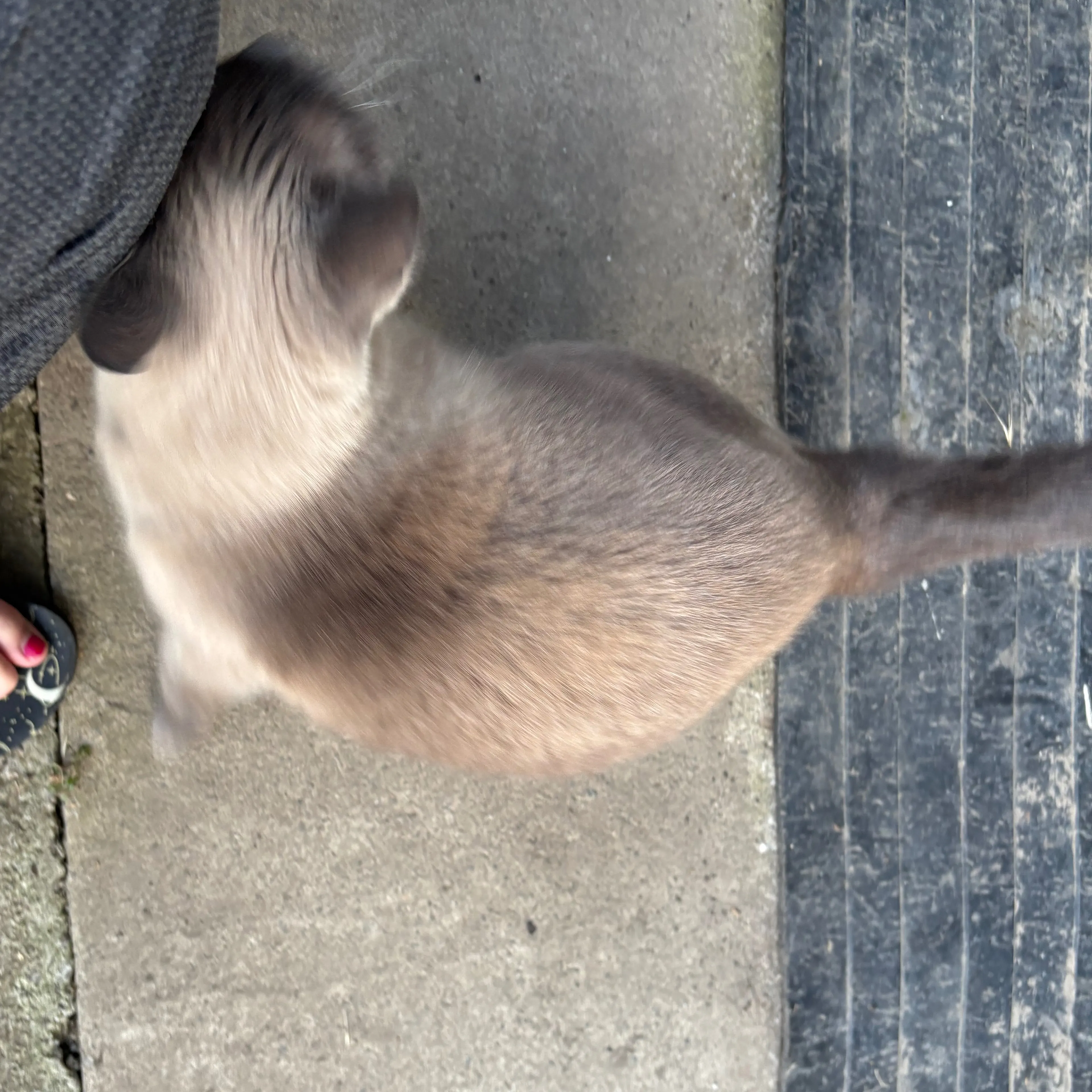 Found pet-1
