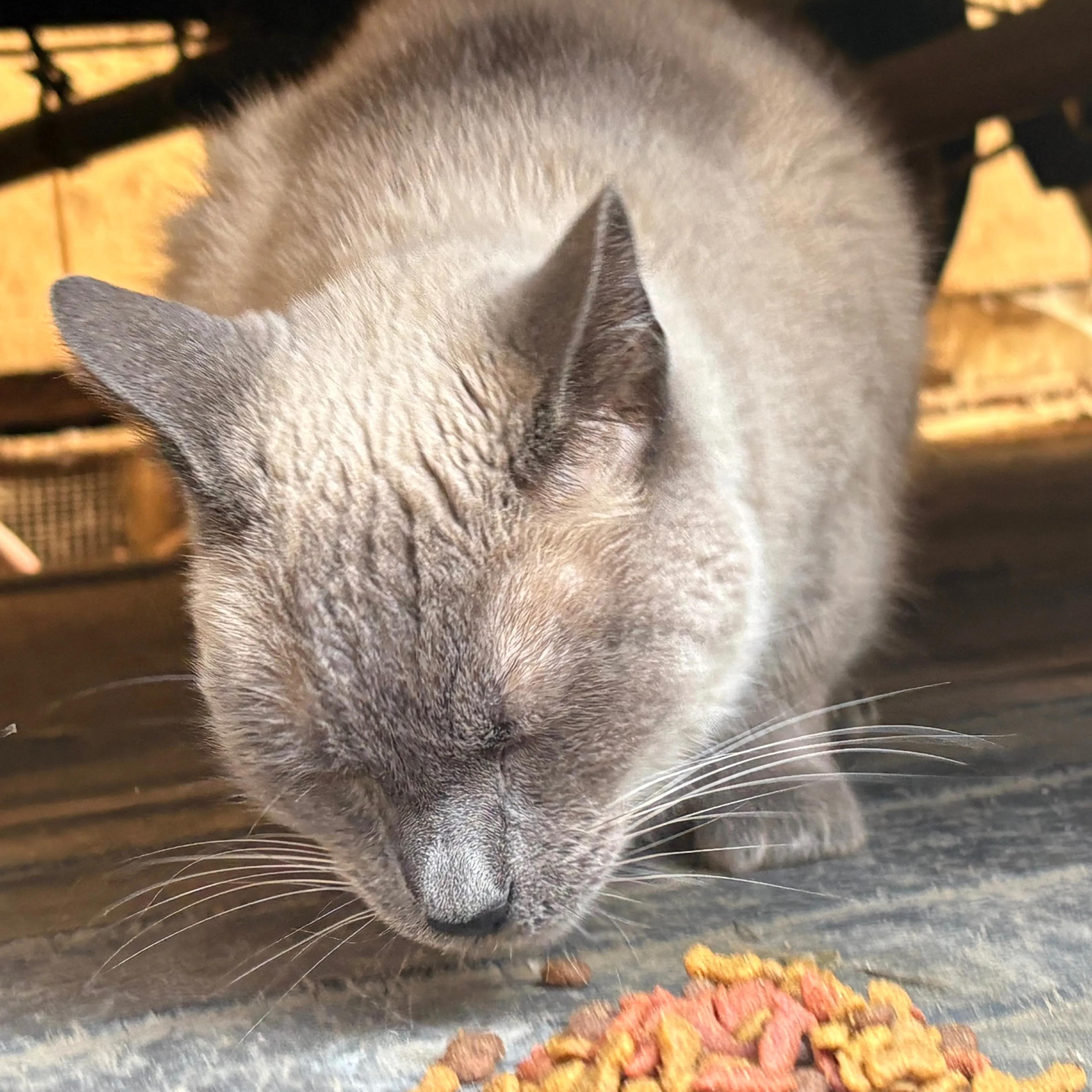 Found pet-2