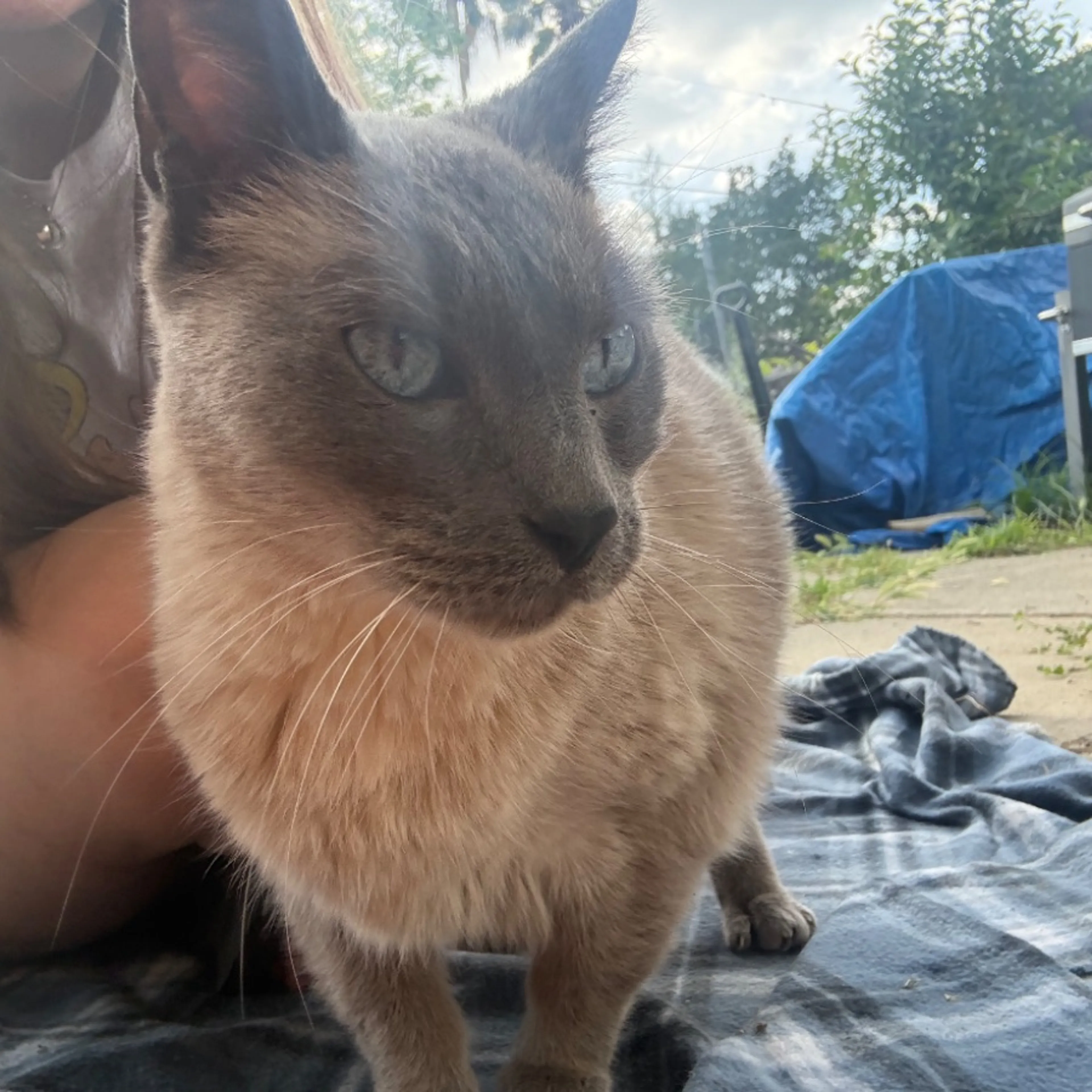Found pet-0