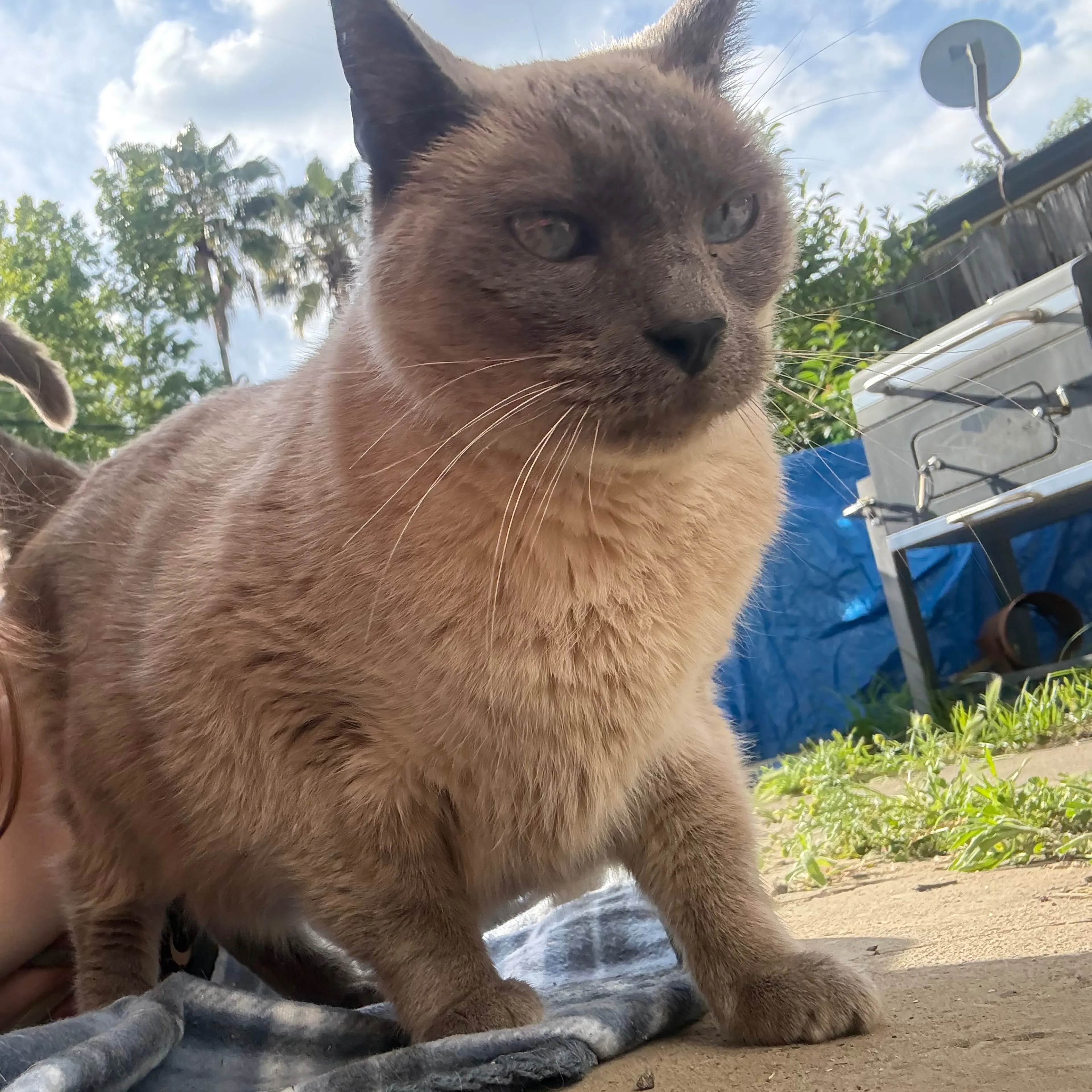 Found pet-3