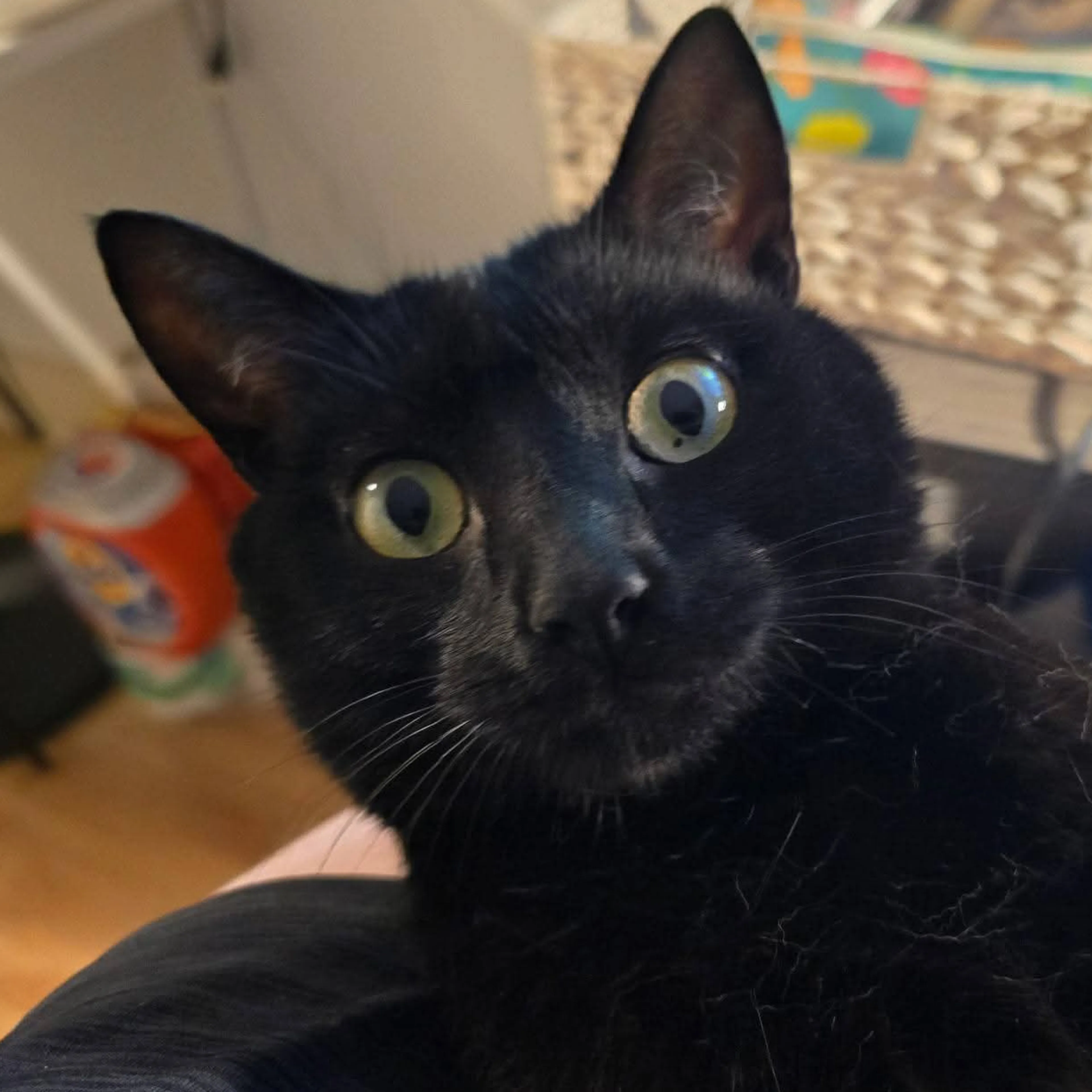 Lost pet-2