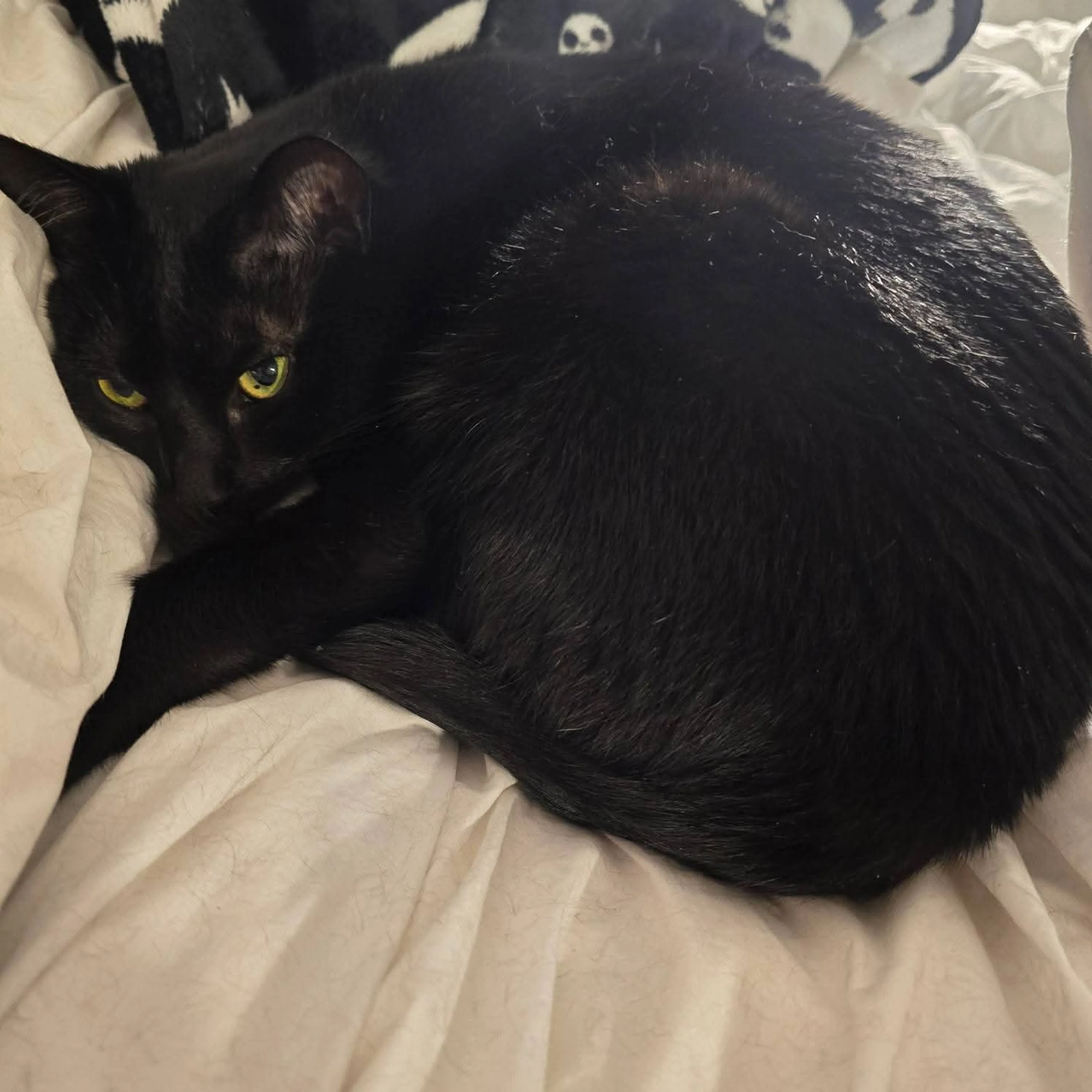 Lost pet-3