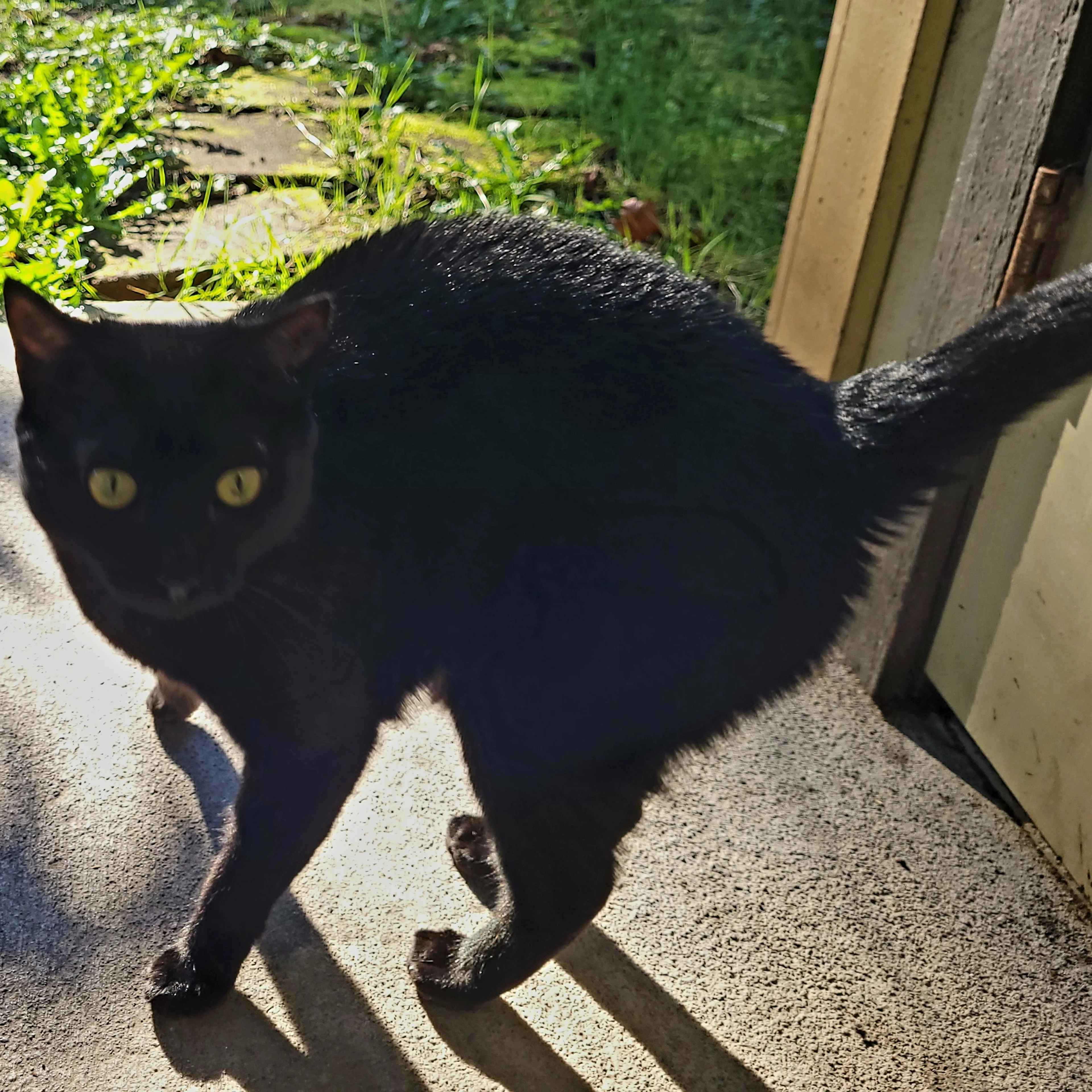 Lost pet-1