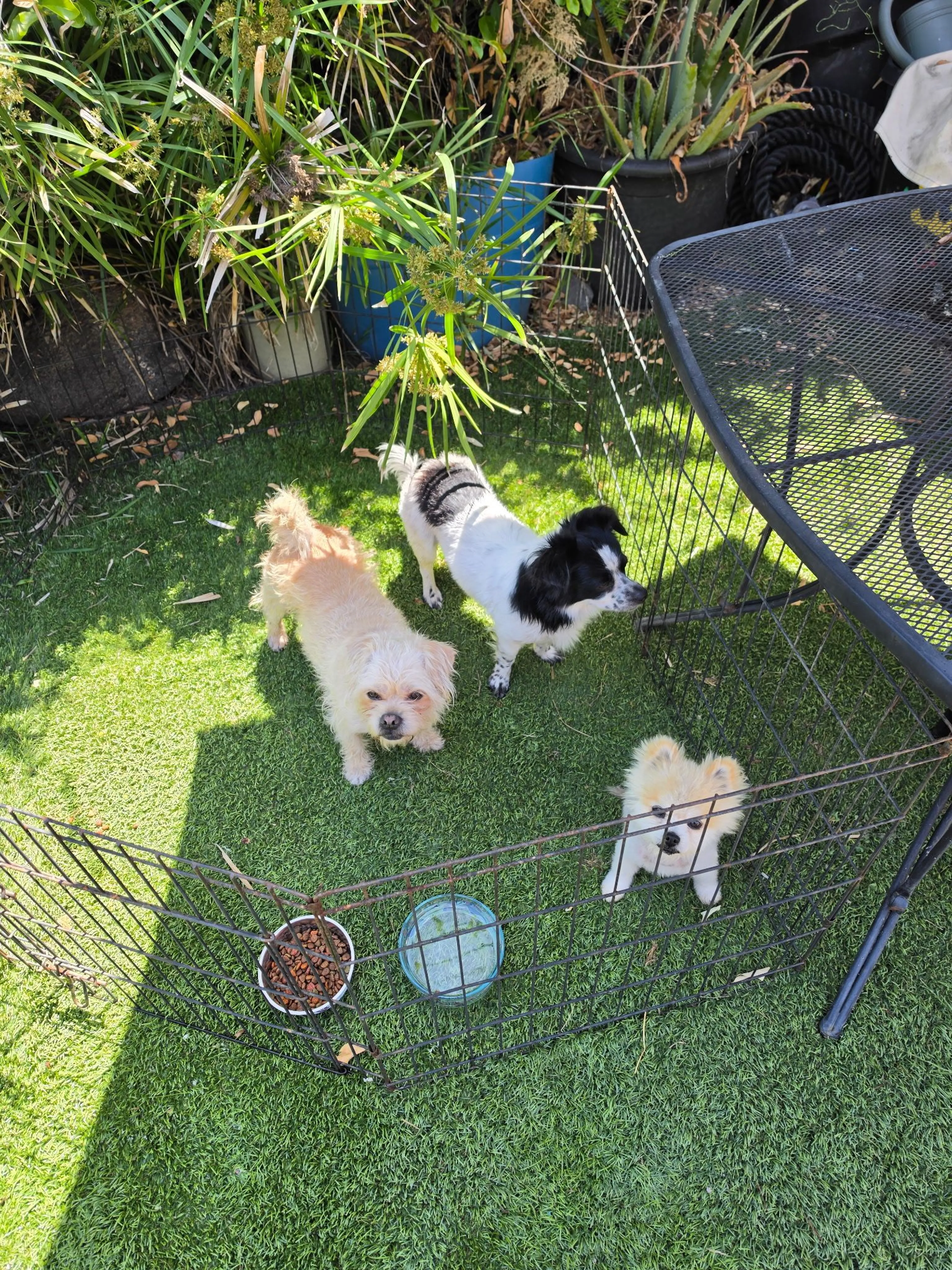 Lost pet-2