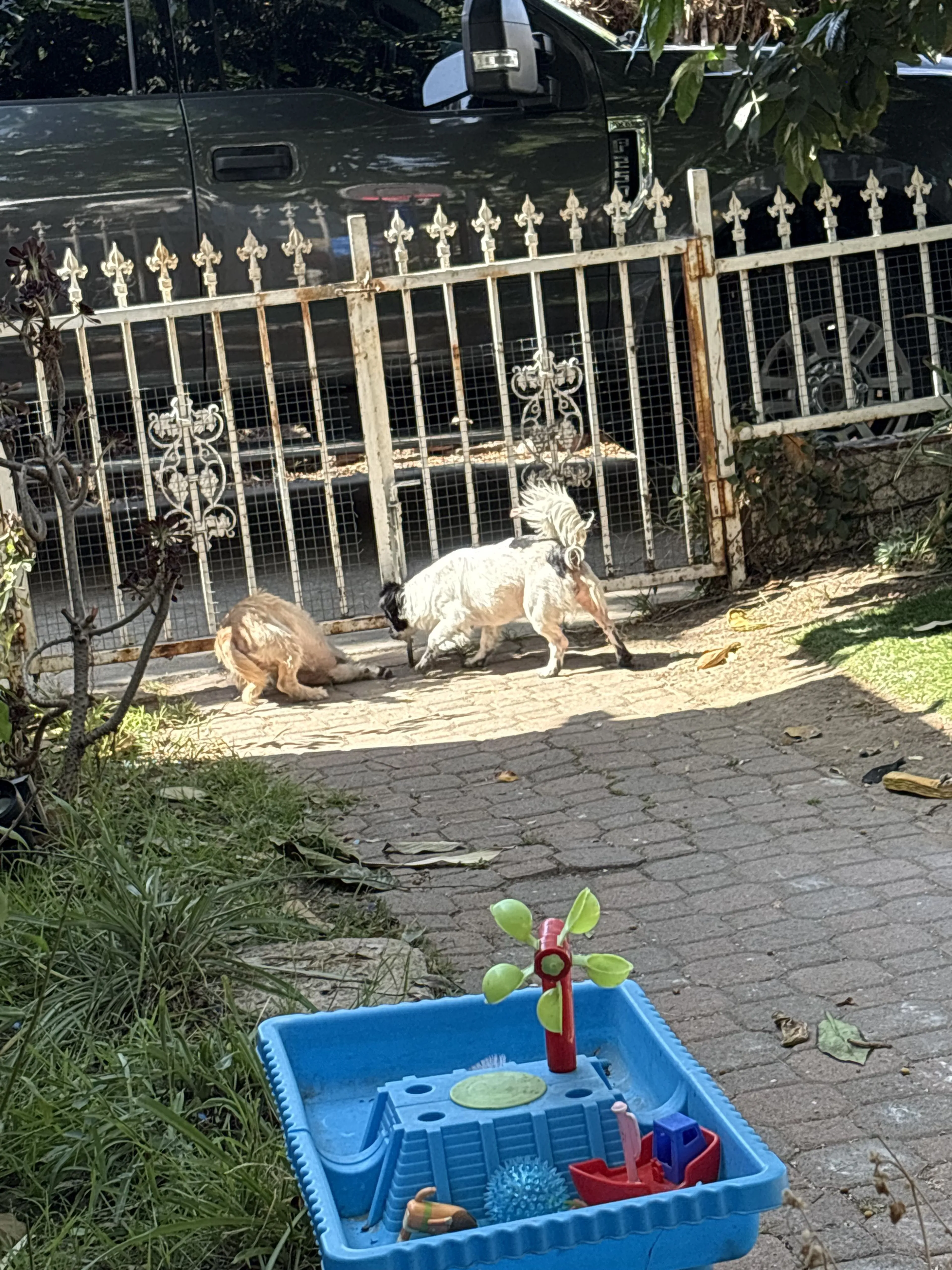 Lost pet-0