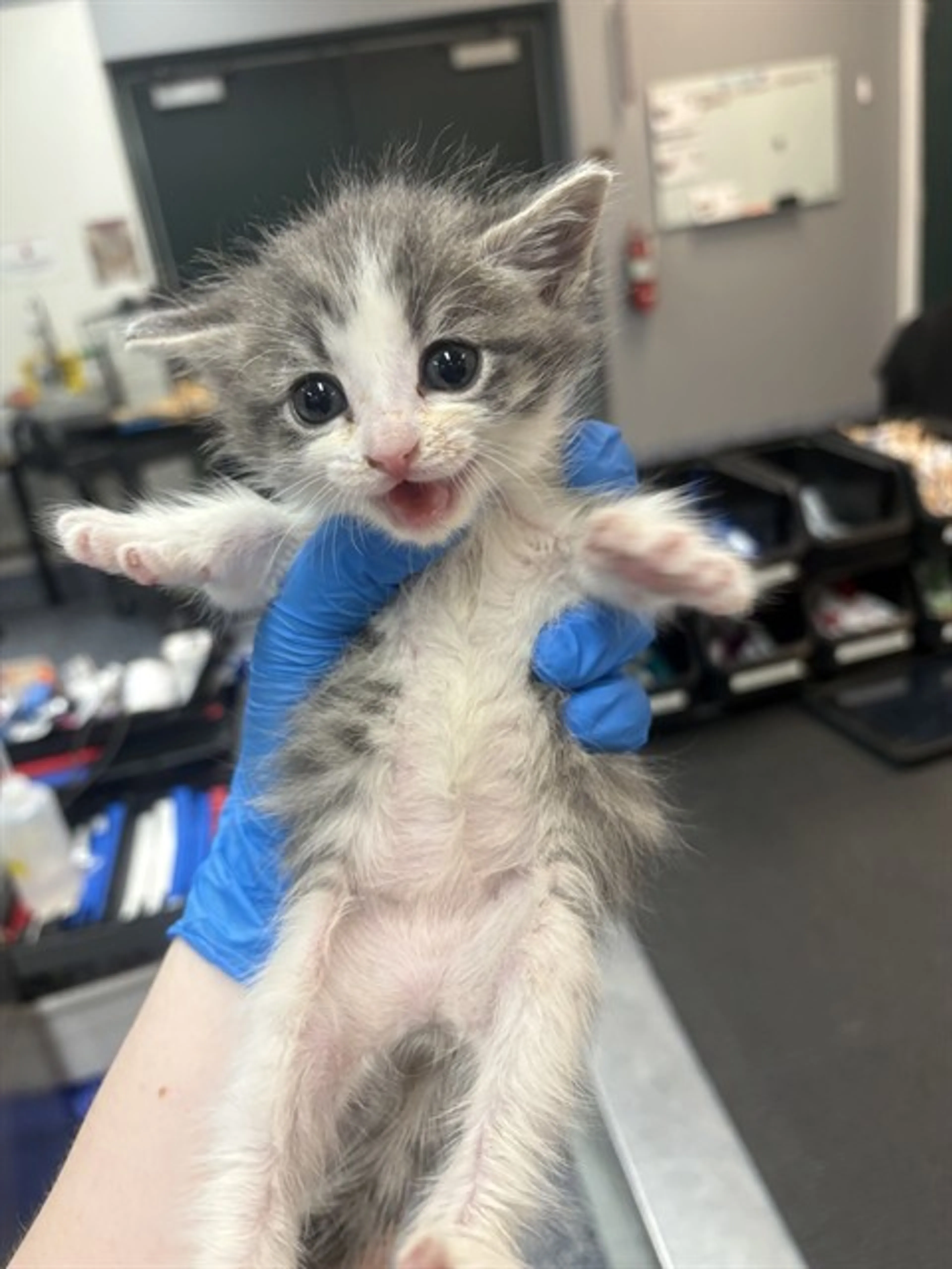 Found pet