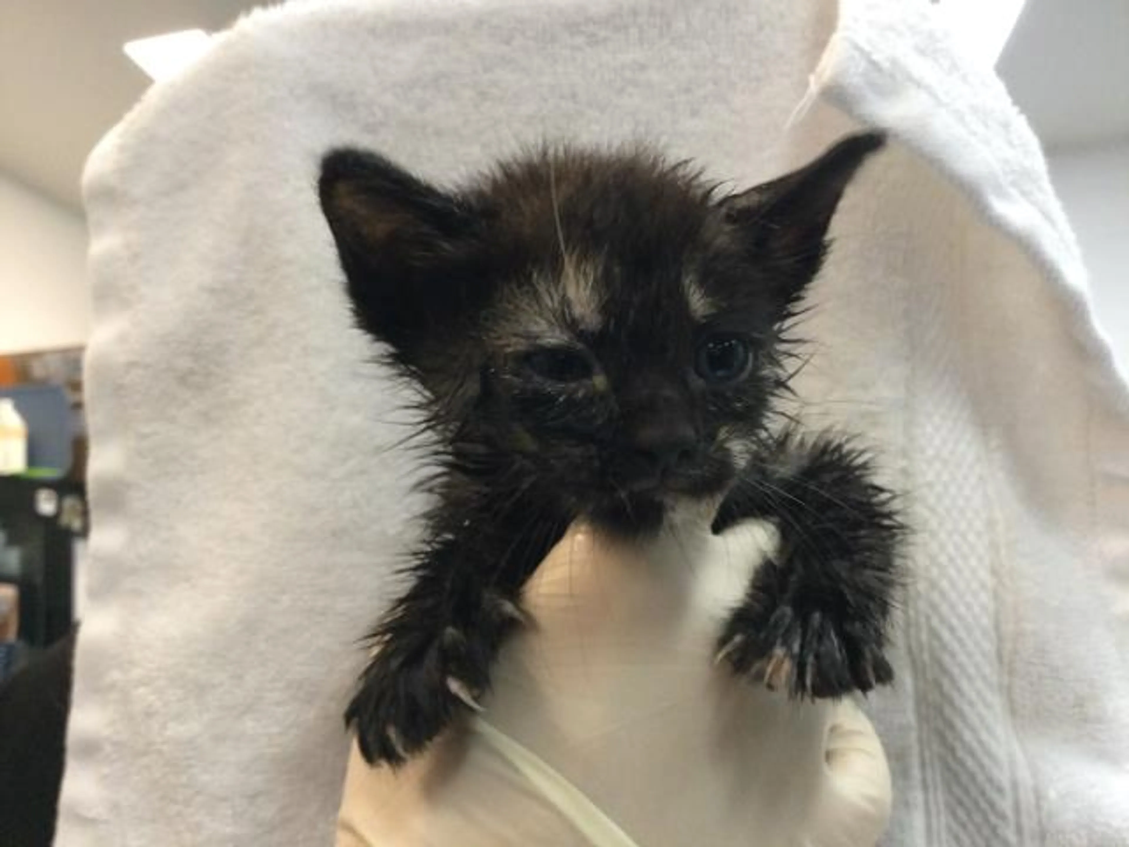 Found pet
