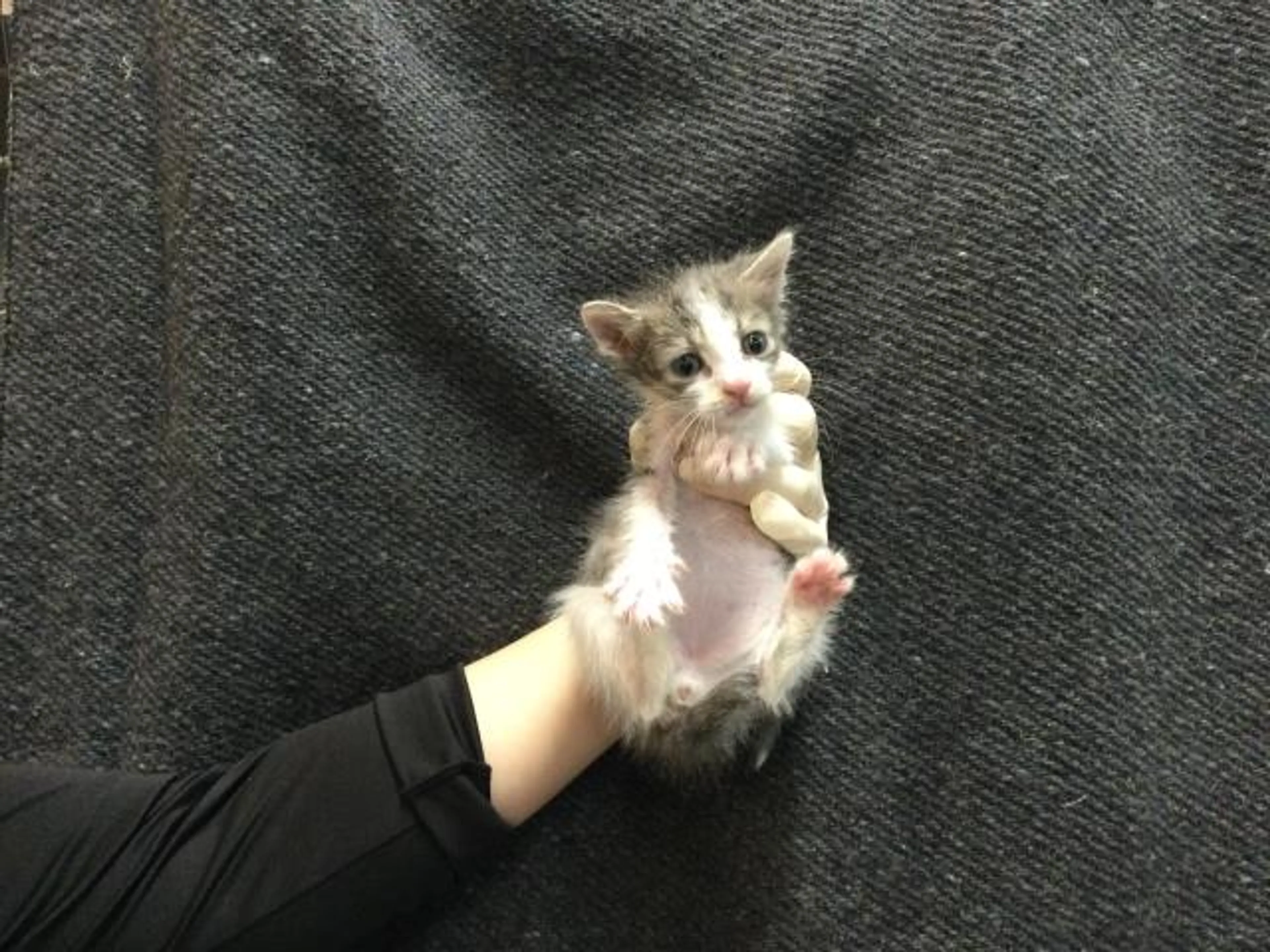 Found pet