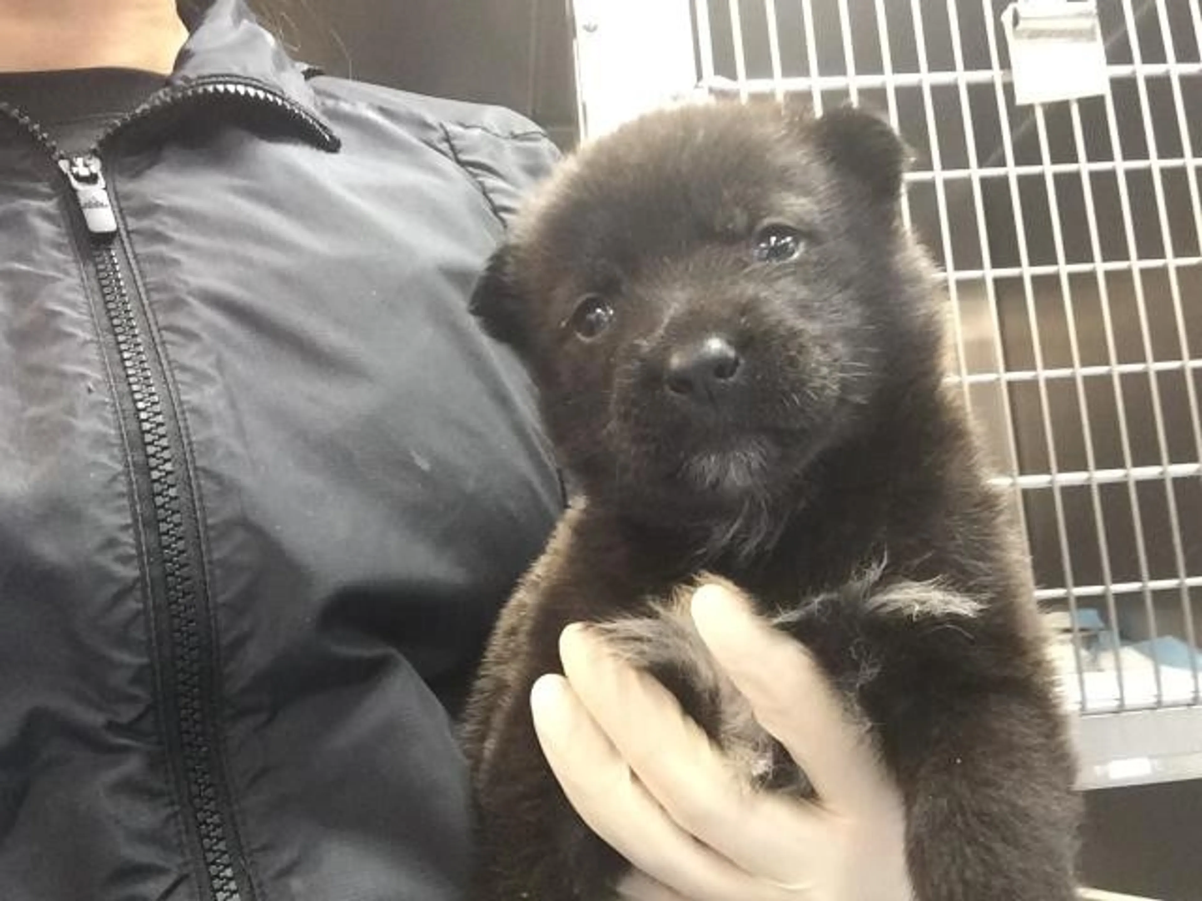 Found pet