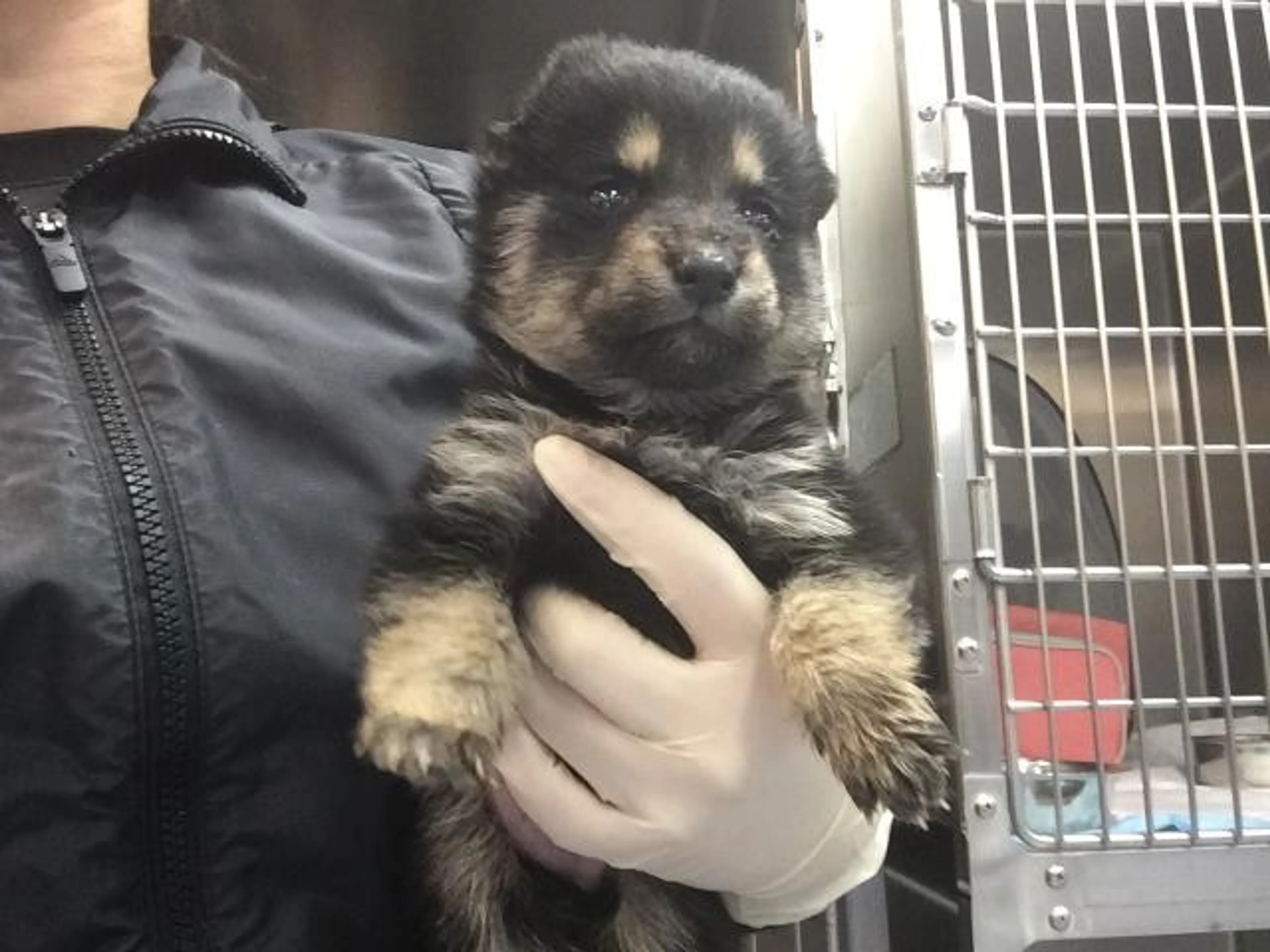 Found pet
