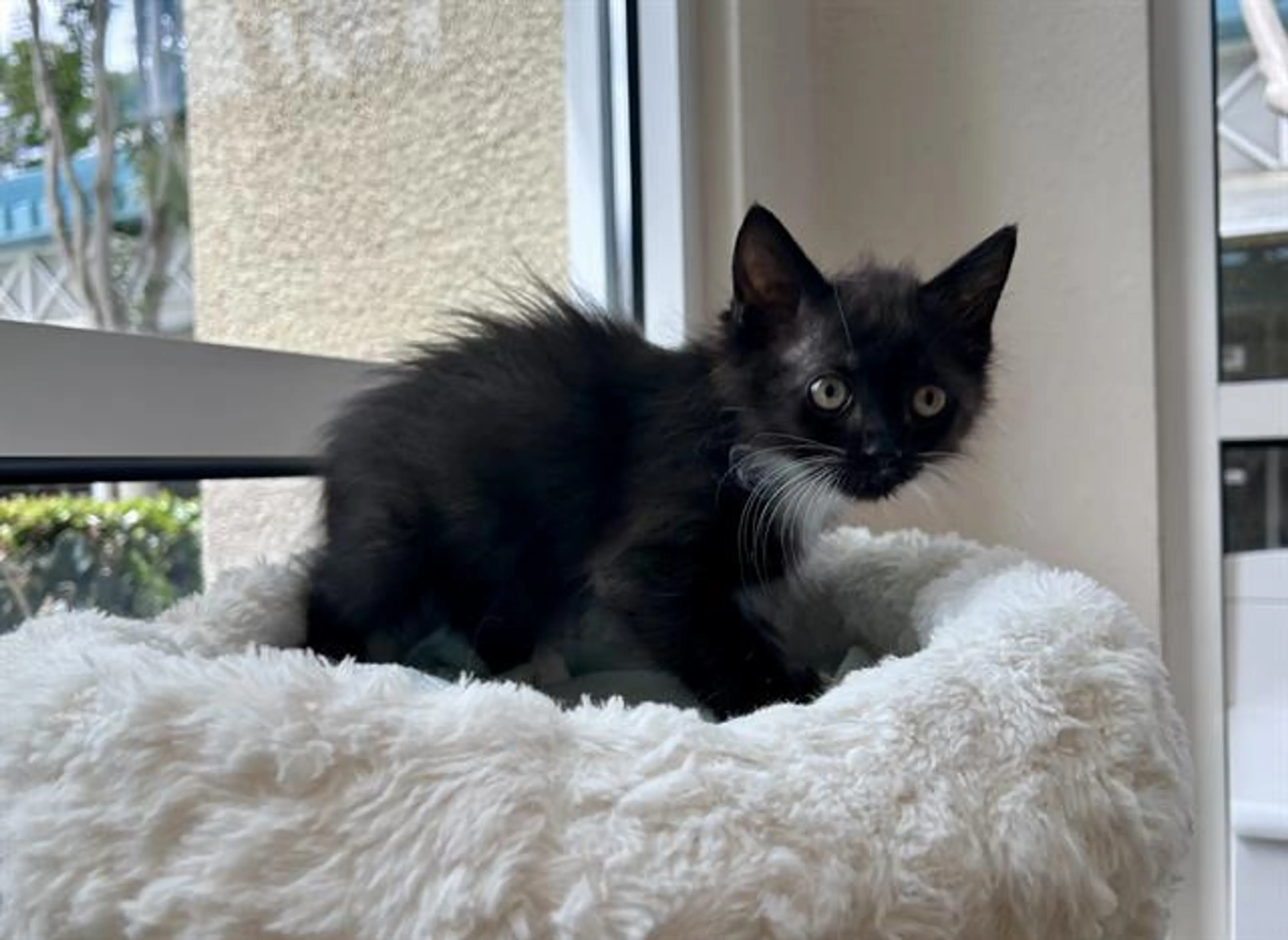 Found pet