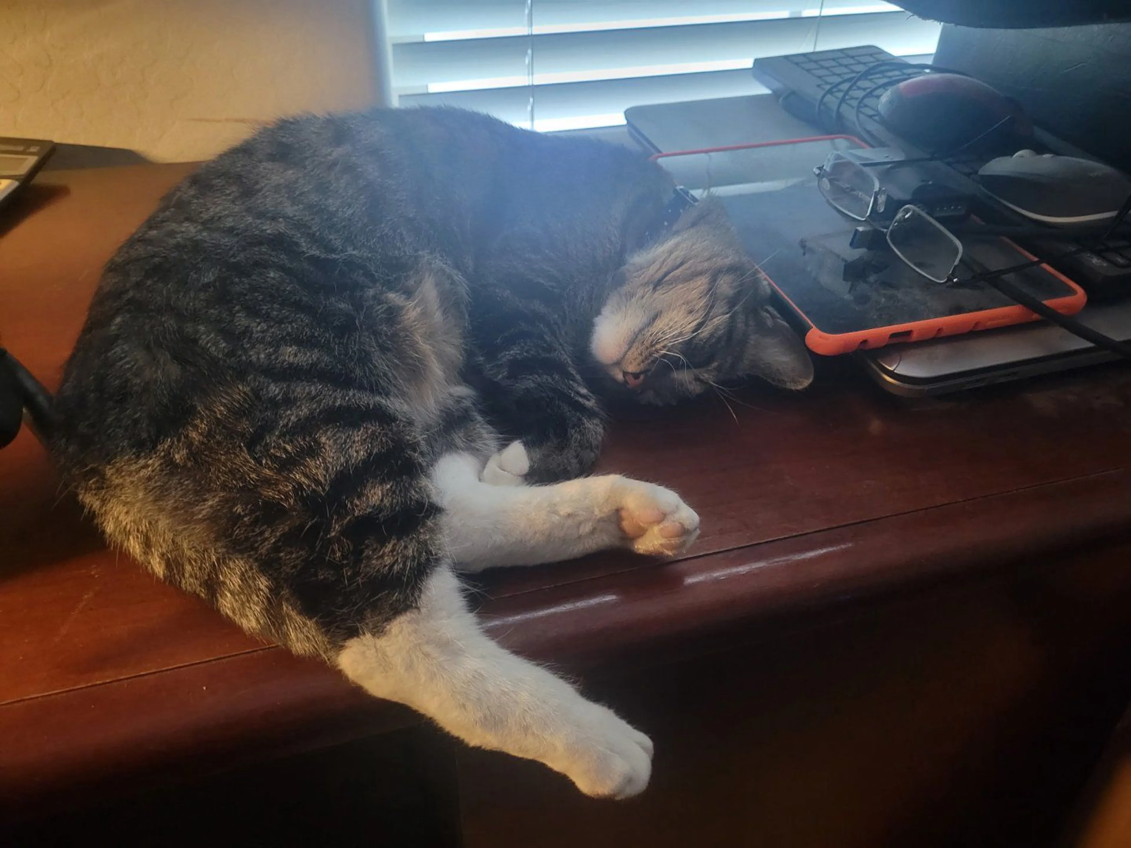 Lost pet-1