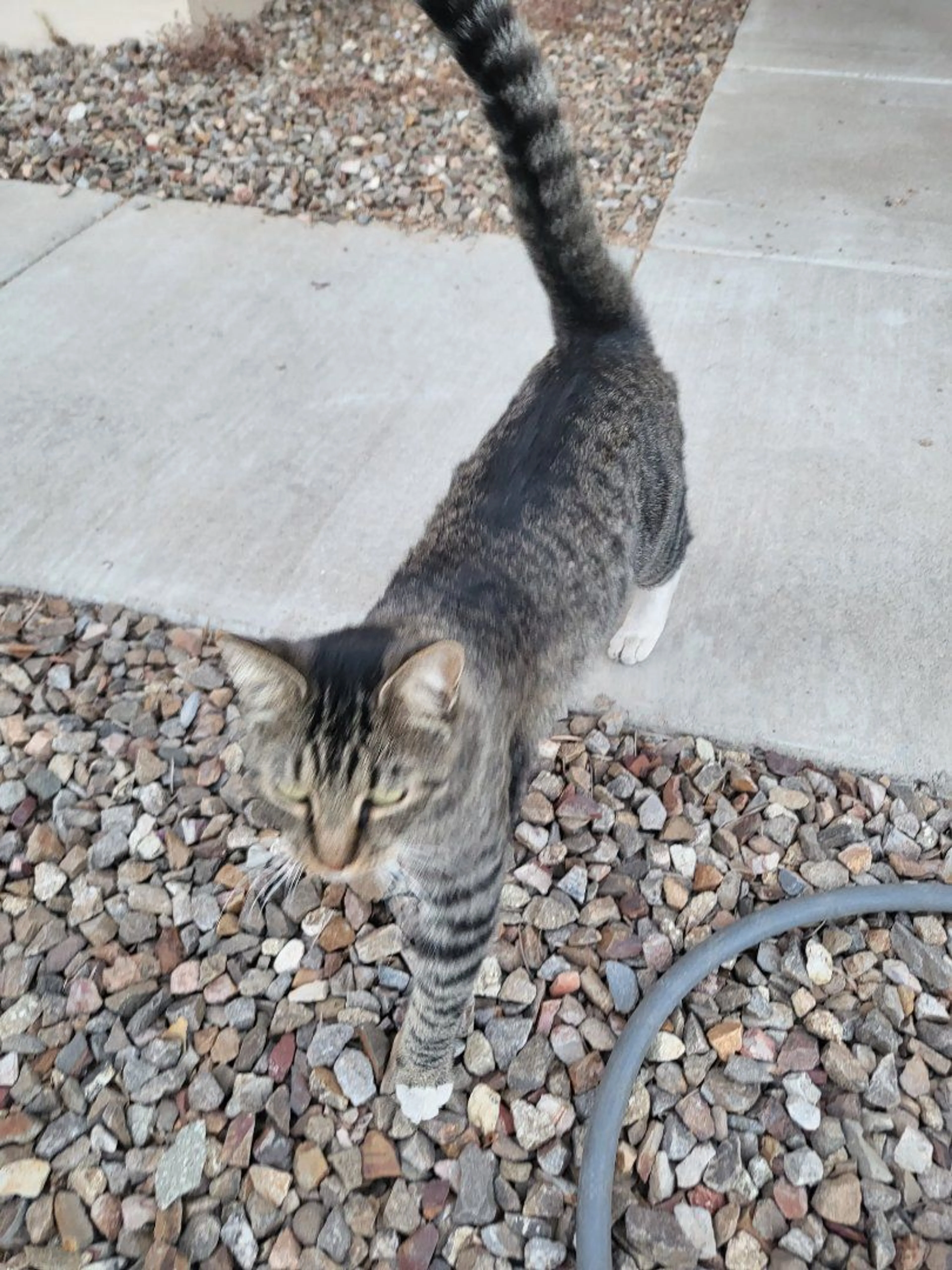 Lost pet-0