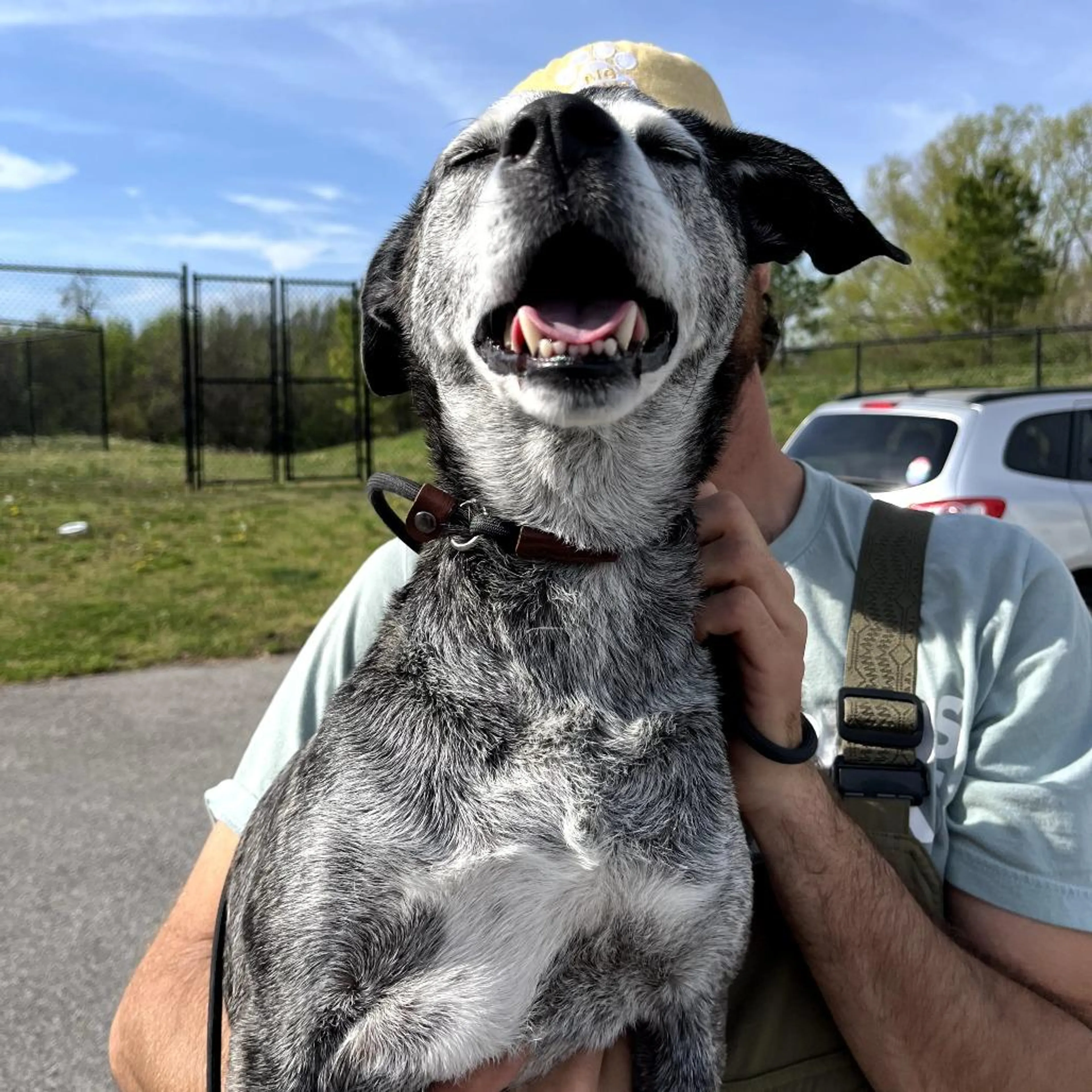 Found pet-1