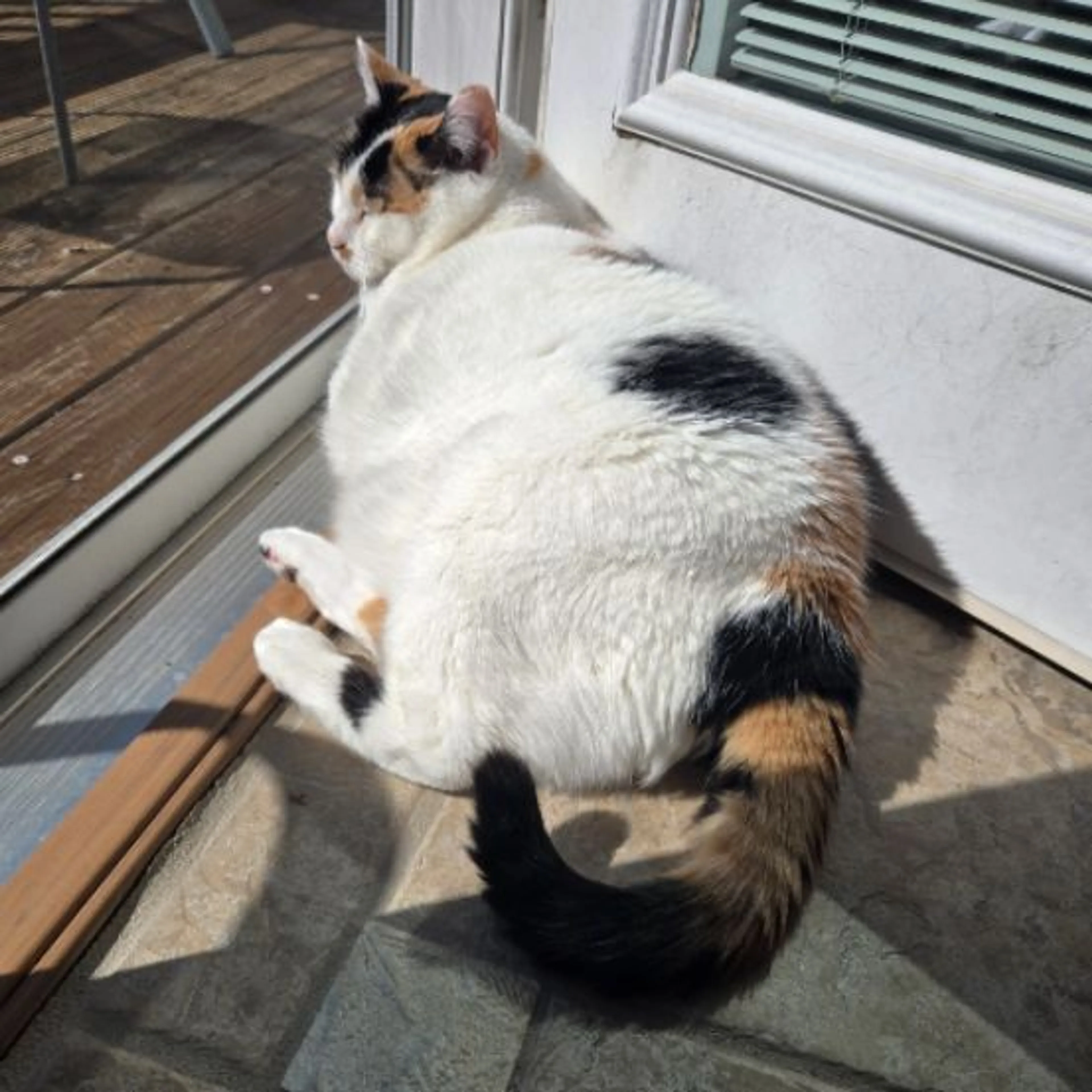 Lost pet-0