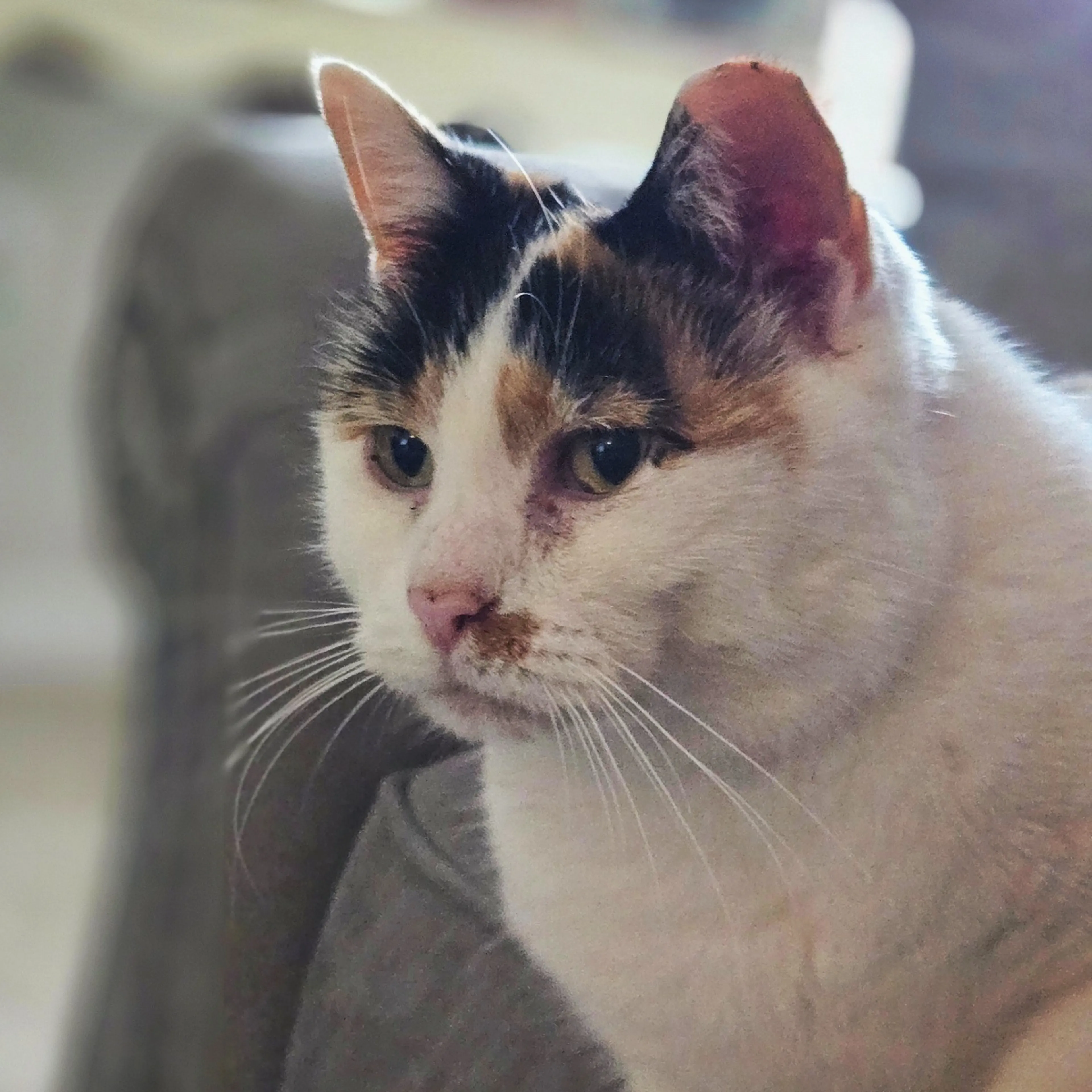 Lost pet-2