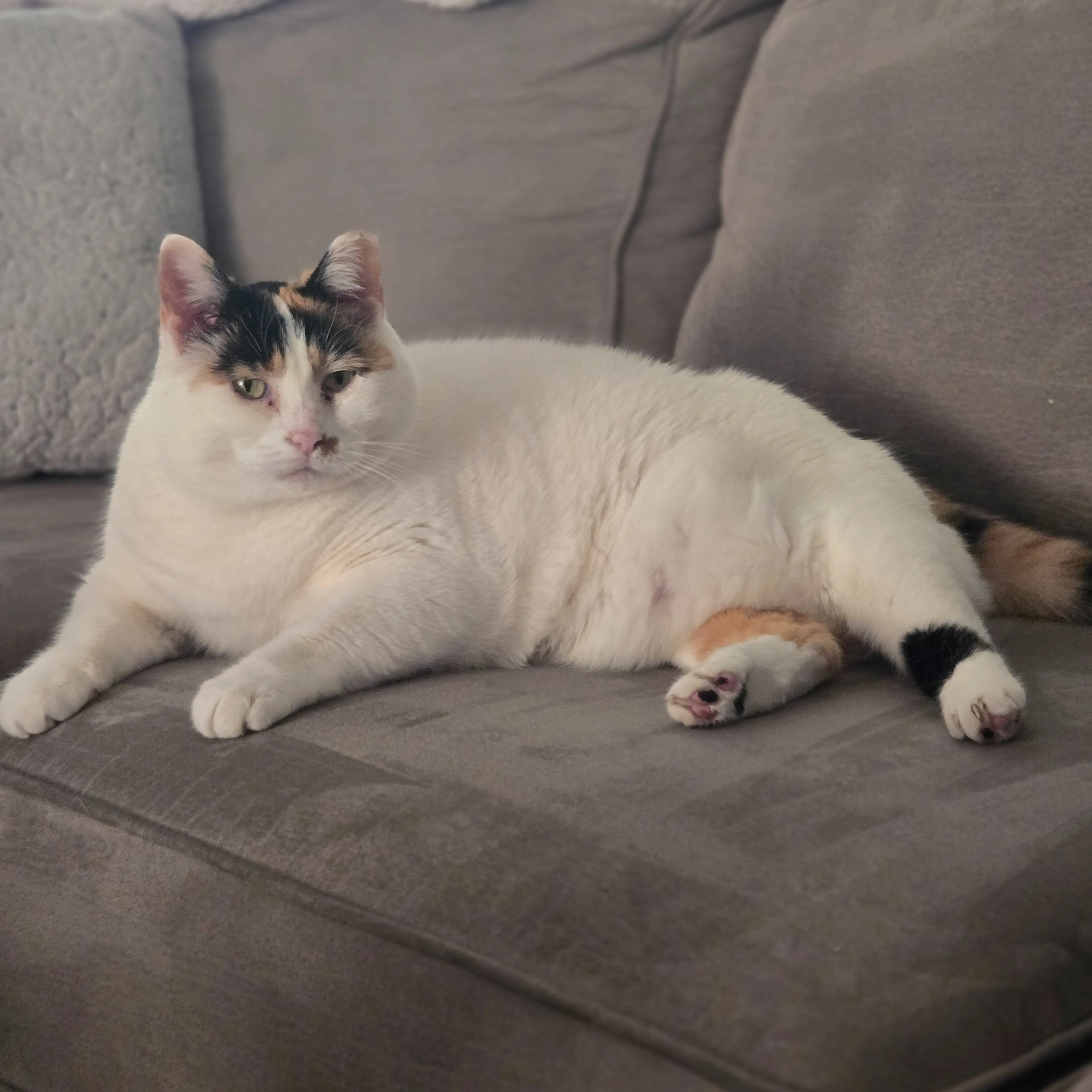 Lost pet-3