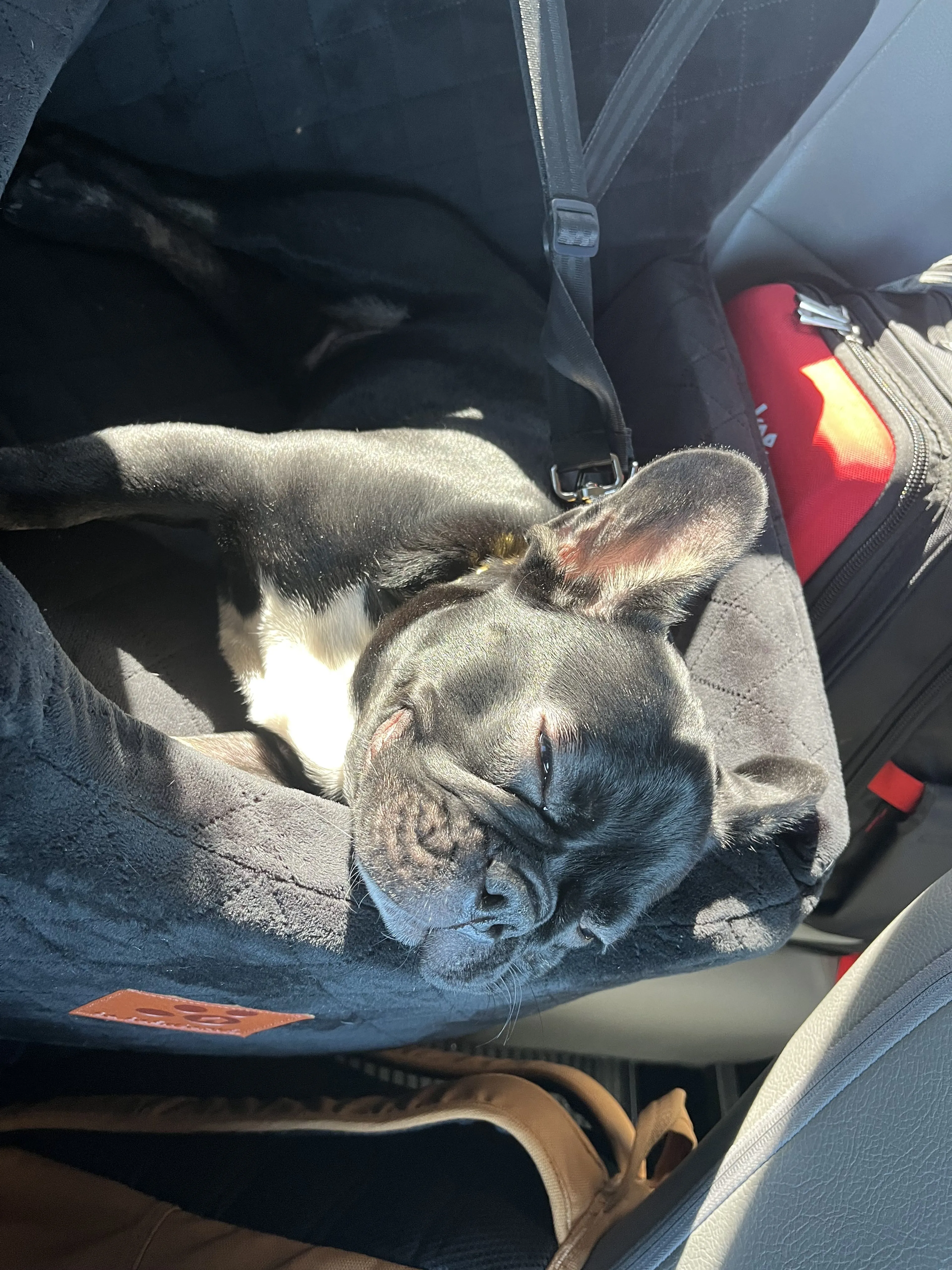 Lost pet-0