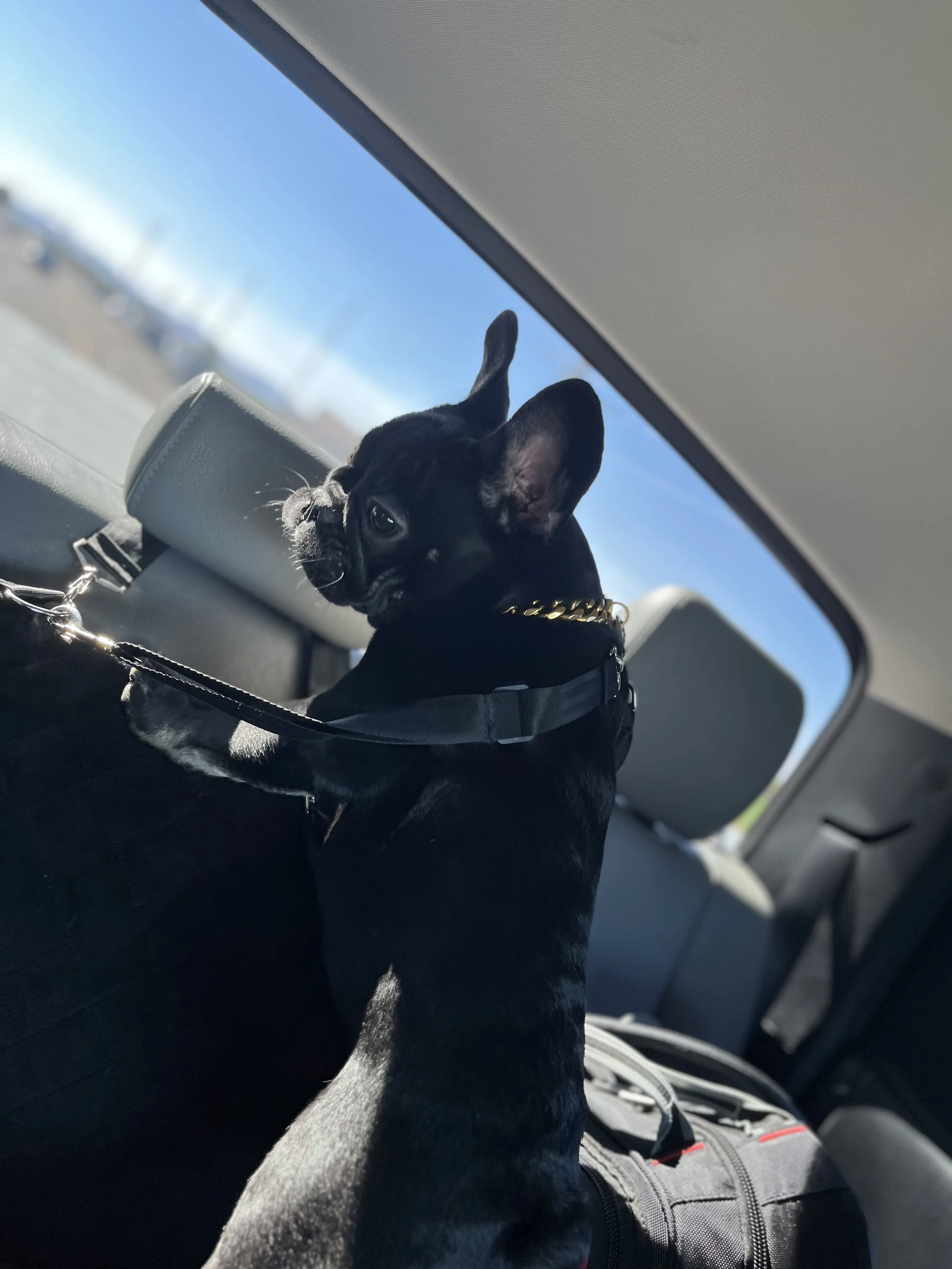 Lost pet-1