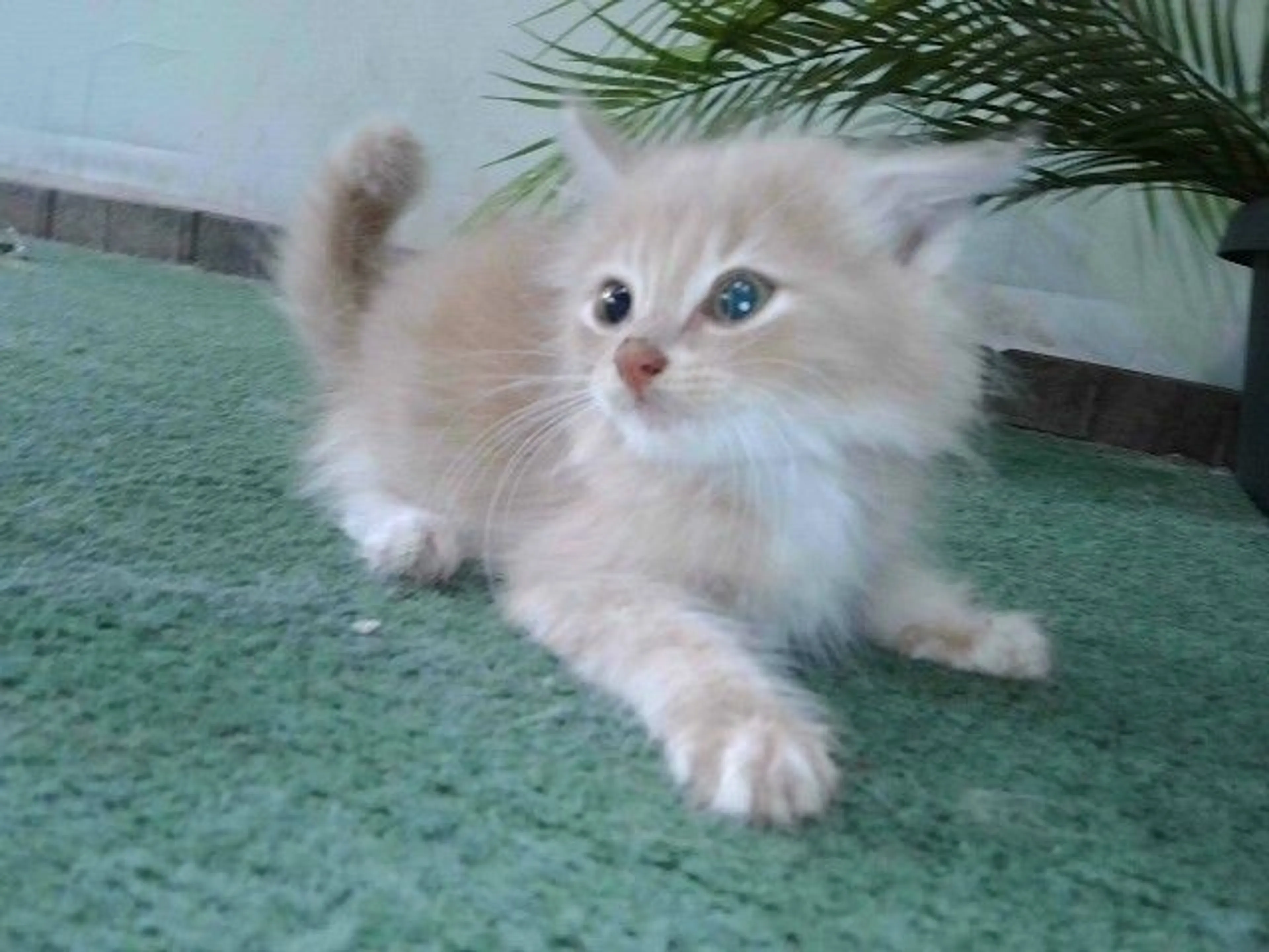 Found pet