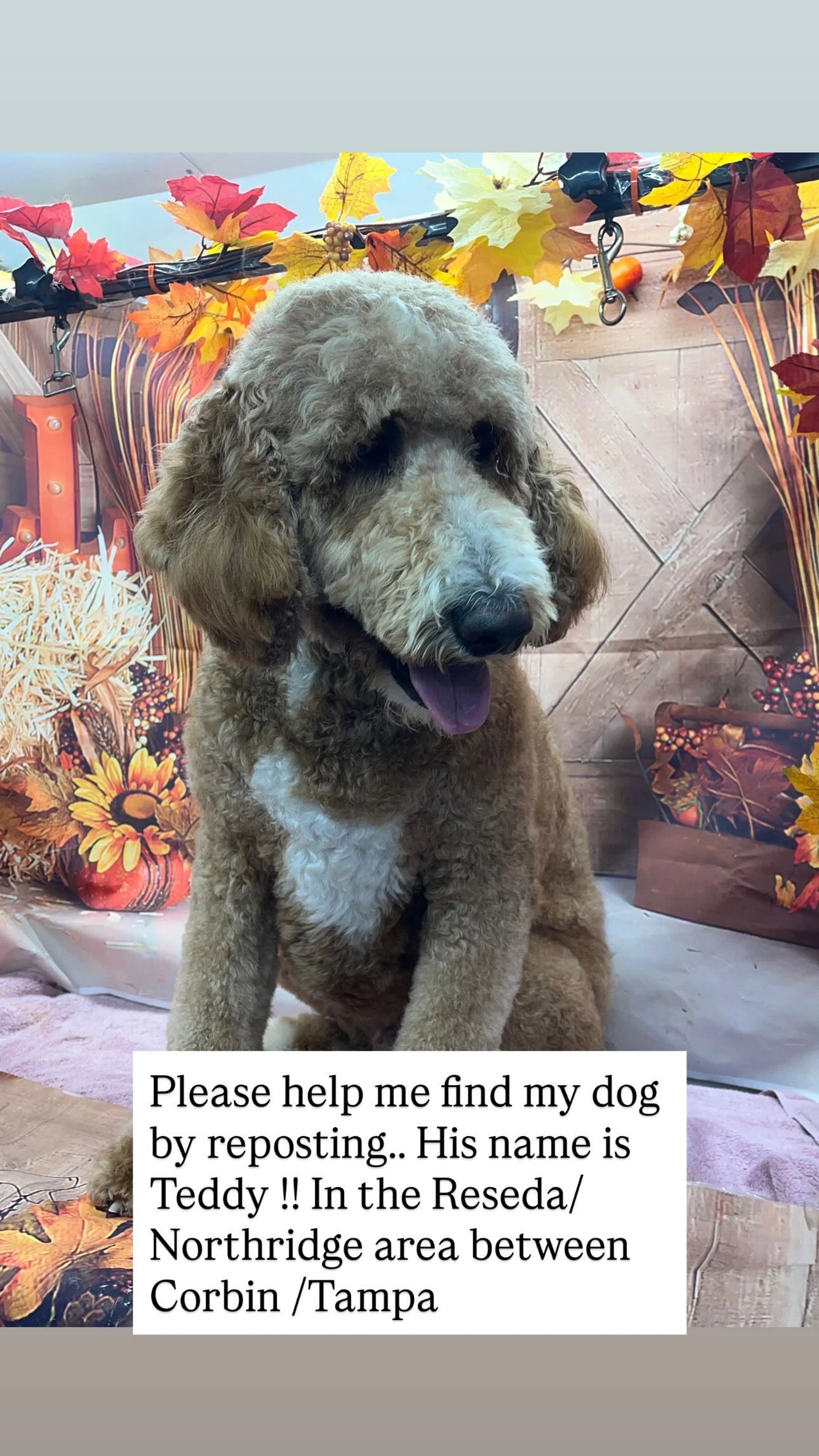 Lost pet